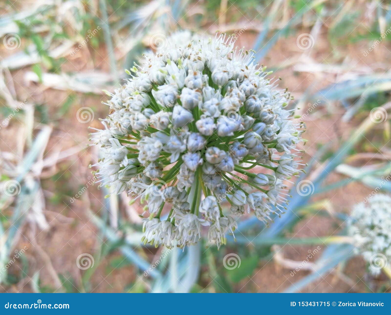 Onion white flower stock image. Image of flower, white 153431715