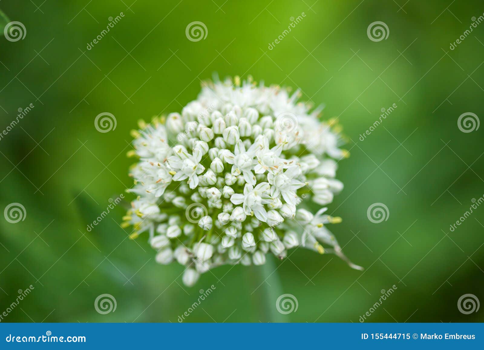 Onion White Flower on a Green Background Stock Image Image of
