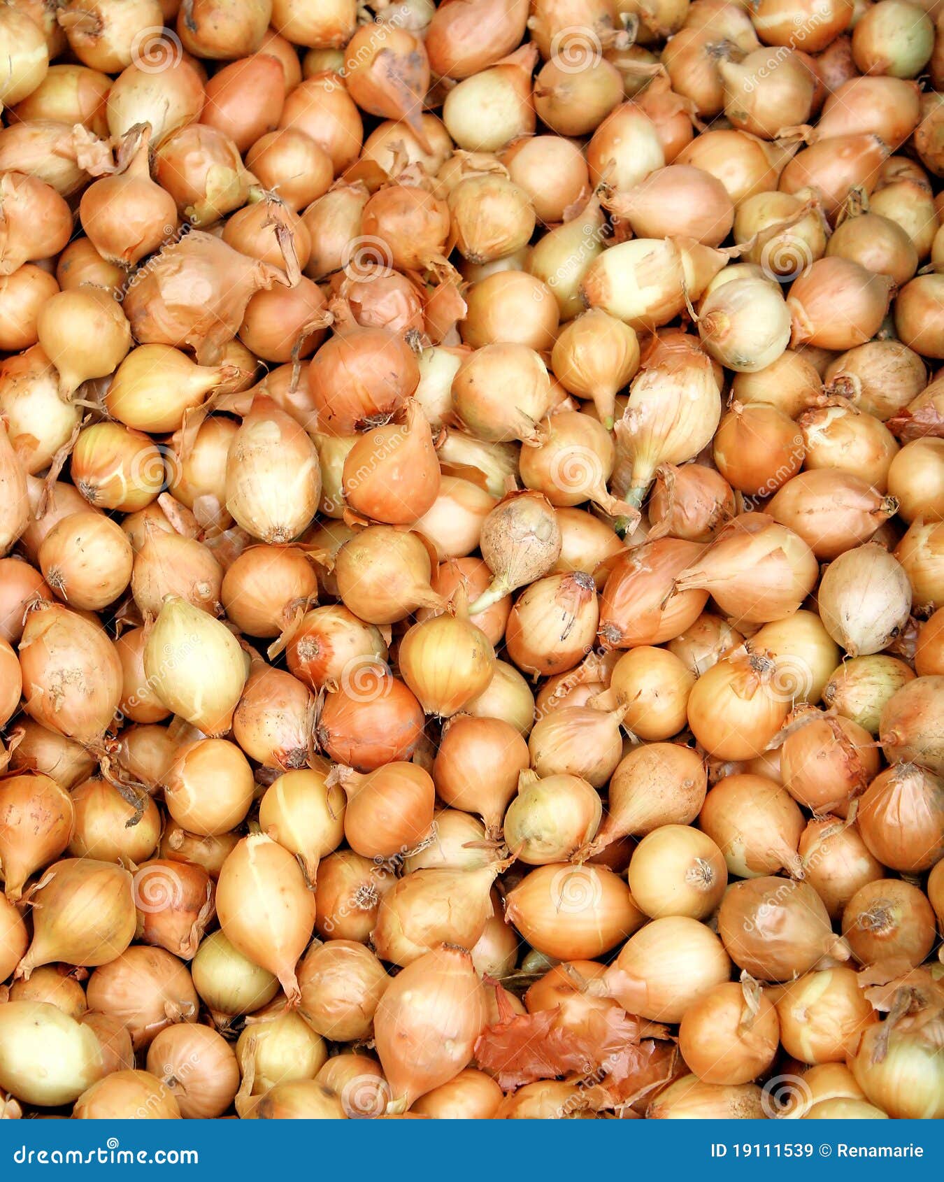 175 Harvested Shallots Stock Photos - Free & Royalty-Free Stock Photos from  Dreamstime