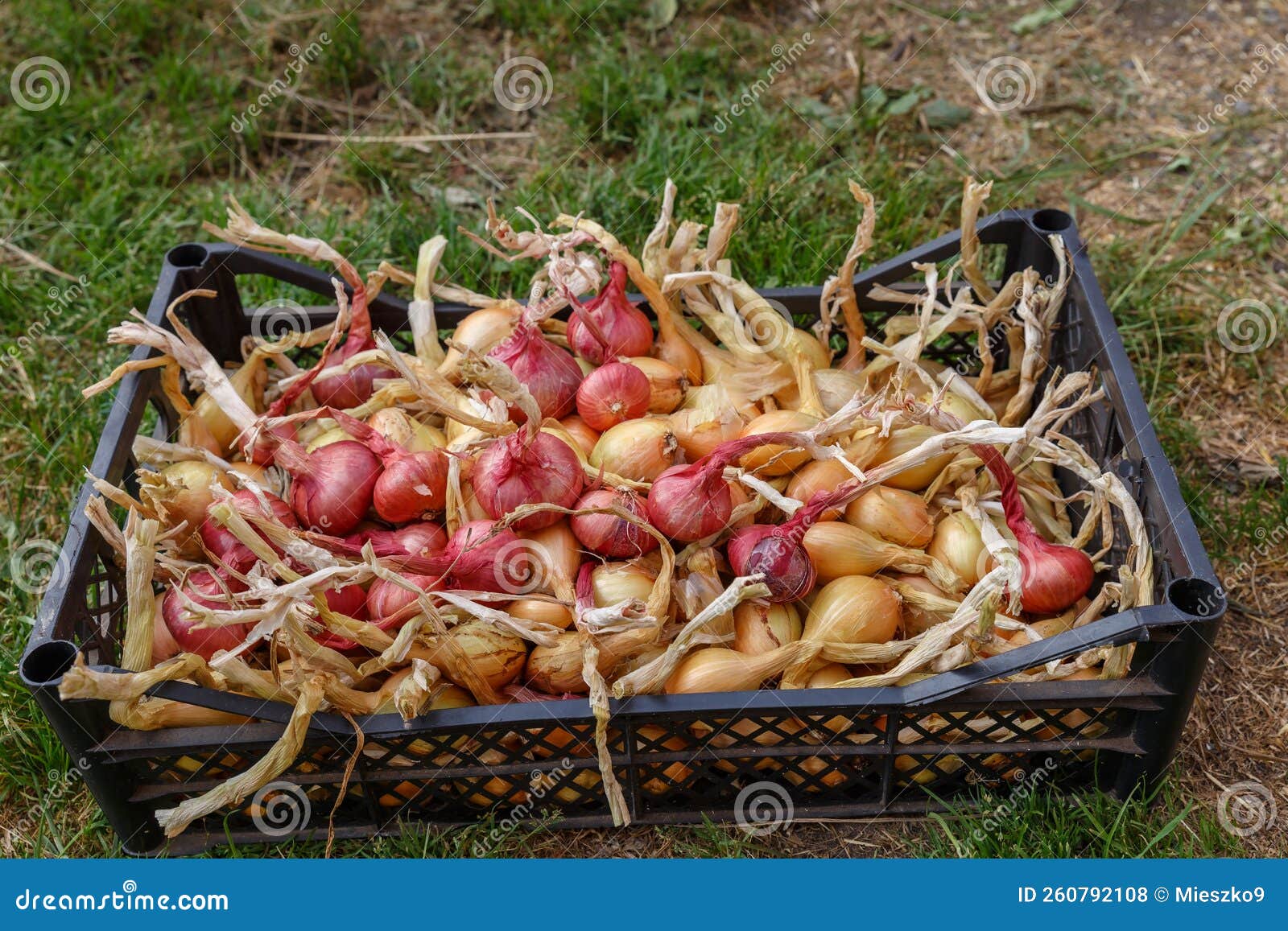 Onions in a Black Plastic Container on the Grass. Stock Photo Image