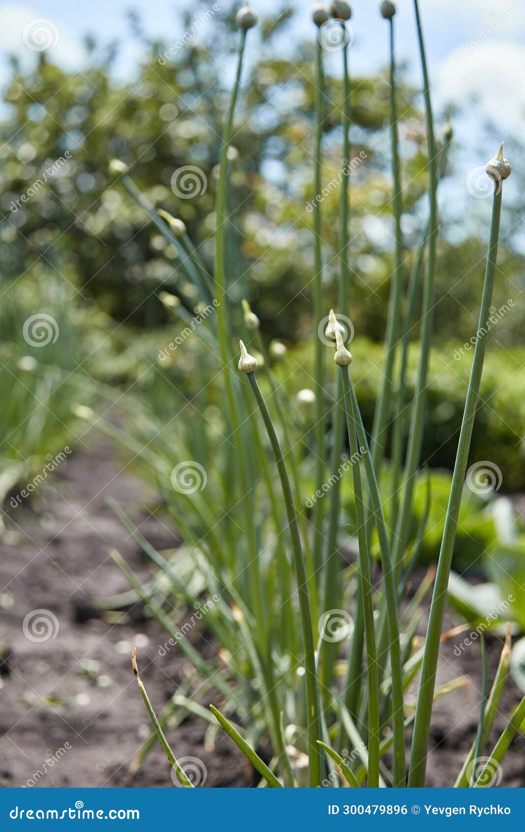 Onions with Bud on a Stalk of Plant Stock Photo Image of vegetable
