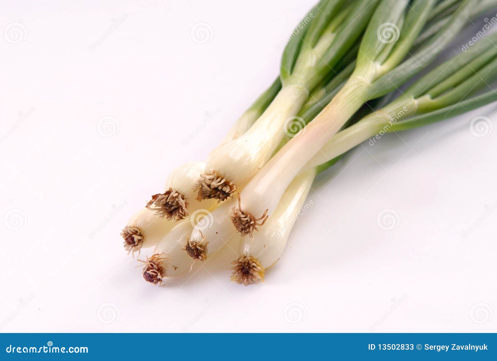 Onions bunch stock image. Image of tied, chives, string 13502833