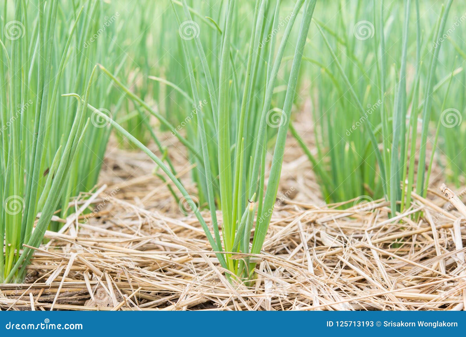 Onions in the grass stock image. Image of background 125713193