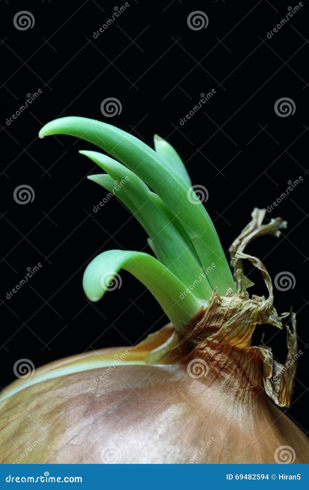 onions are regenerate