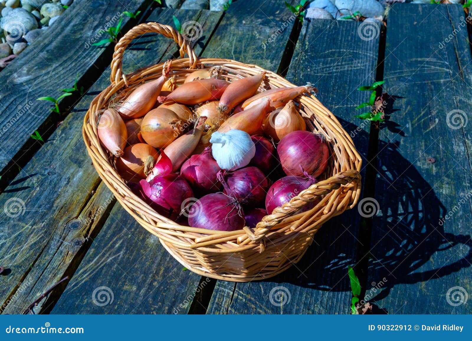 Onions Shallots and Garlic in a Wicker Basket Stock Photo Image of