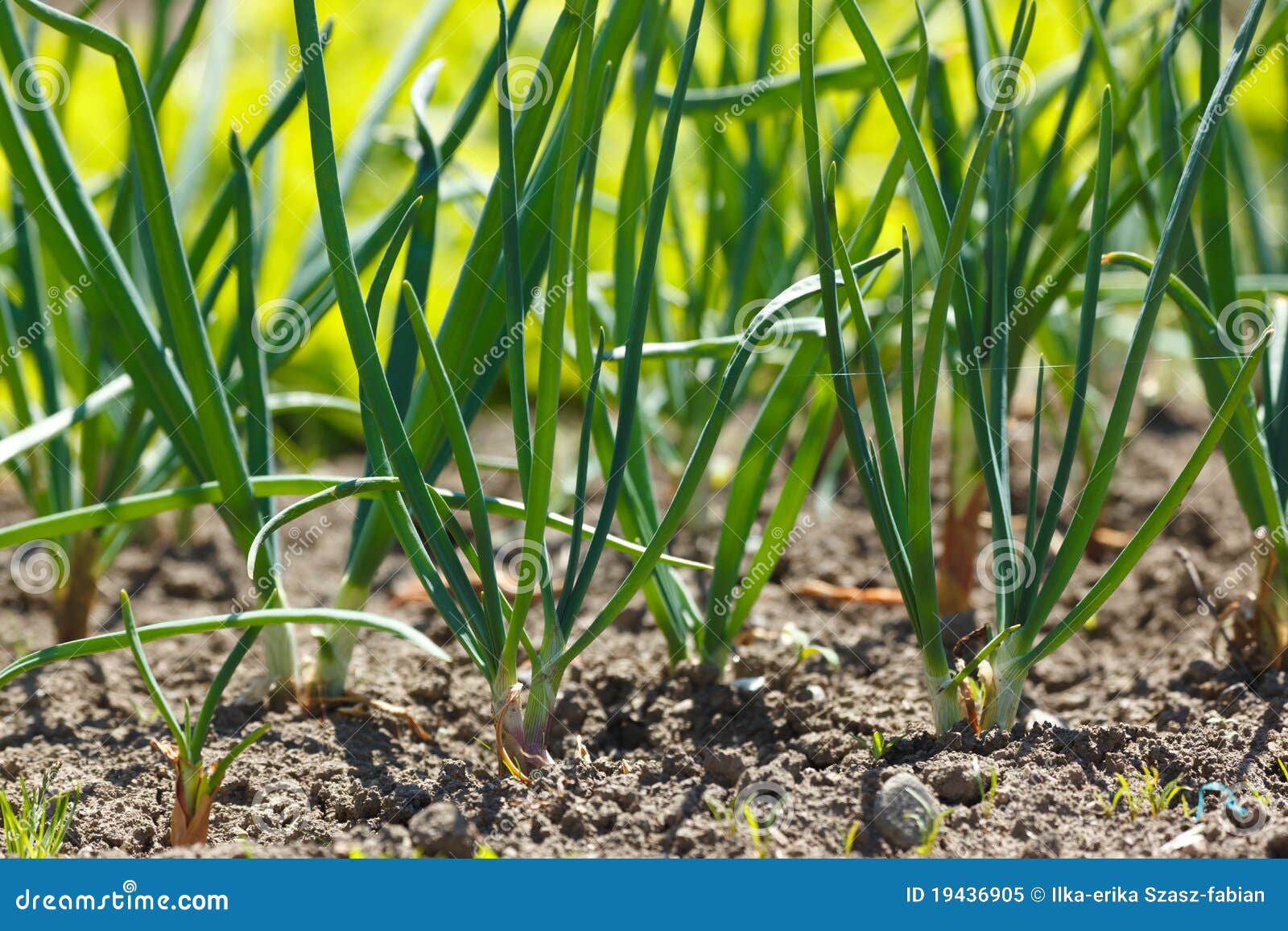 Onions in vegetable garden stock image. Image of garden 19436905