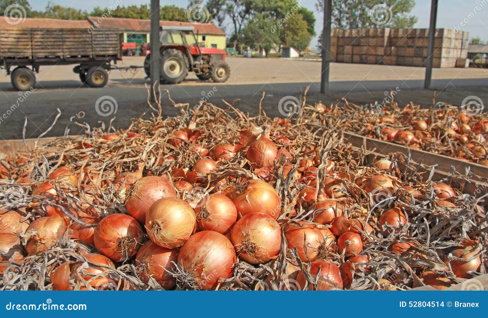 Onions in a warehouse stock photo. Image of onion, nature 52804514