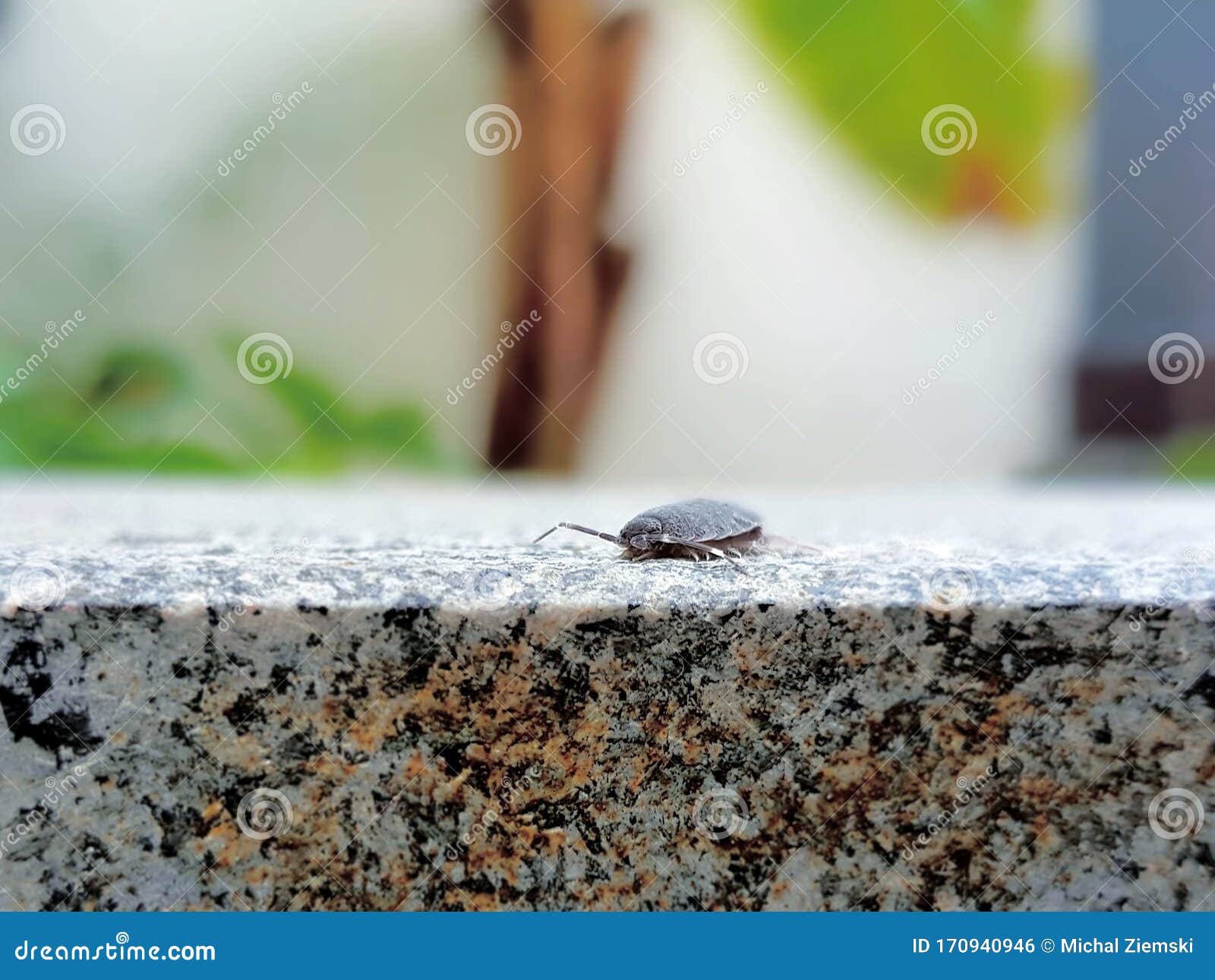 oniscus asellus & x28;woodlouse& x29;  macro, poland