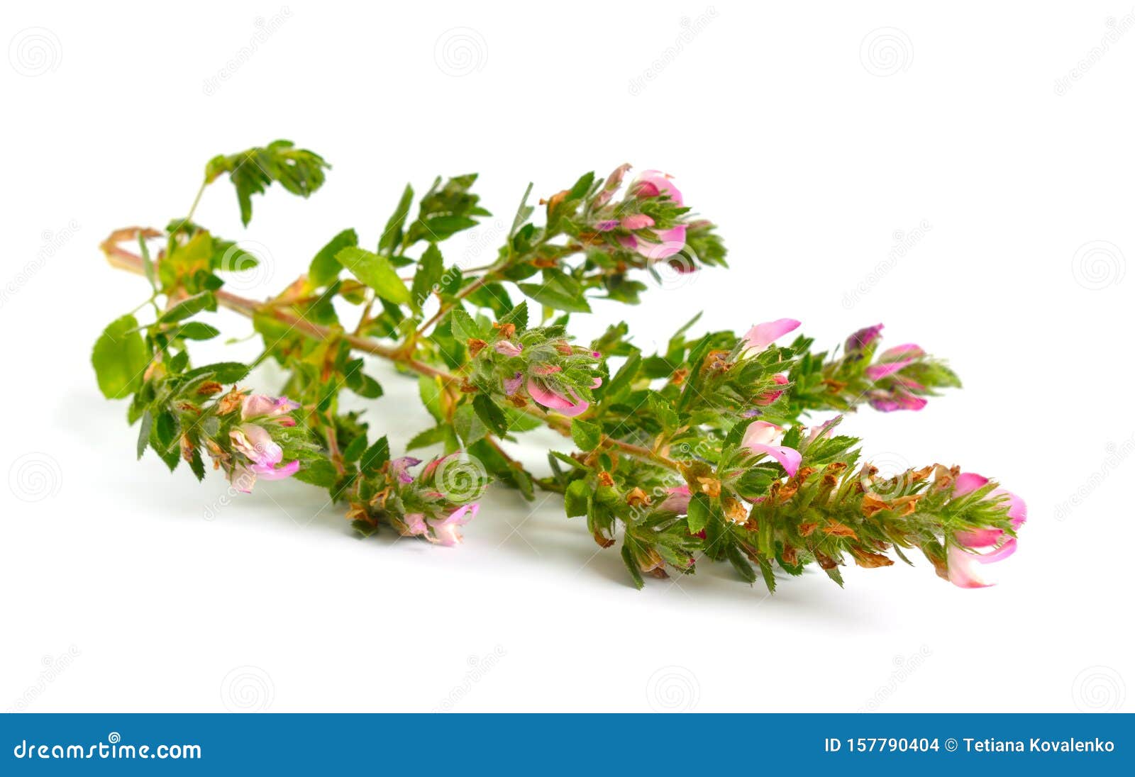 ononis or restharrows  on white background