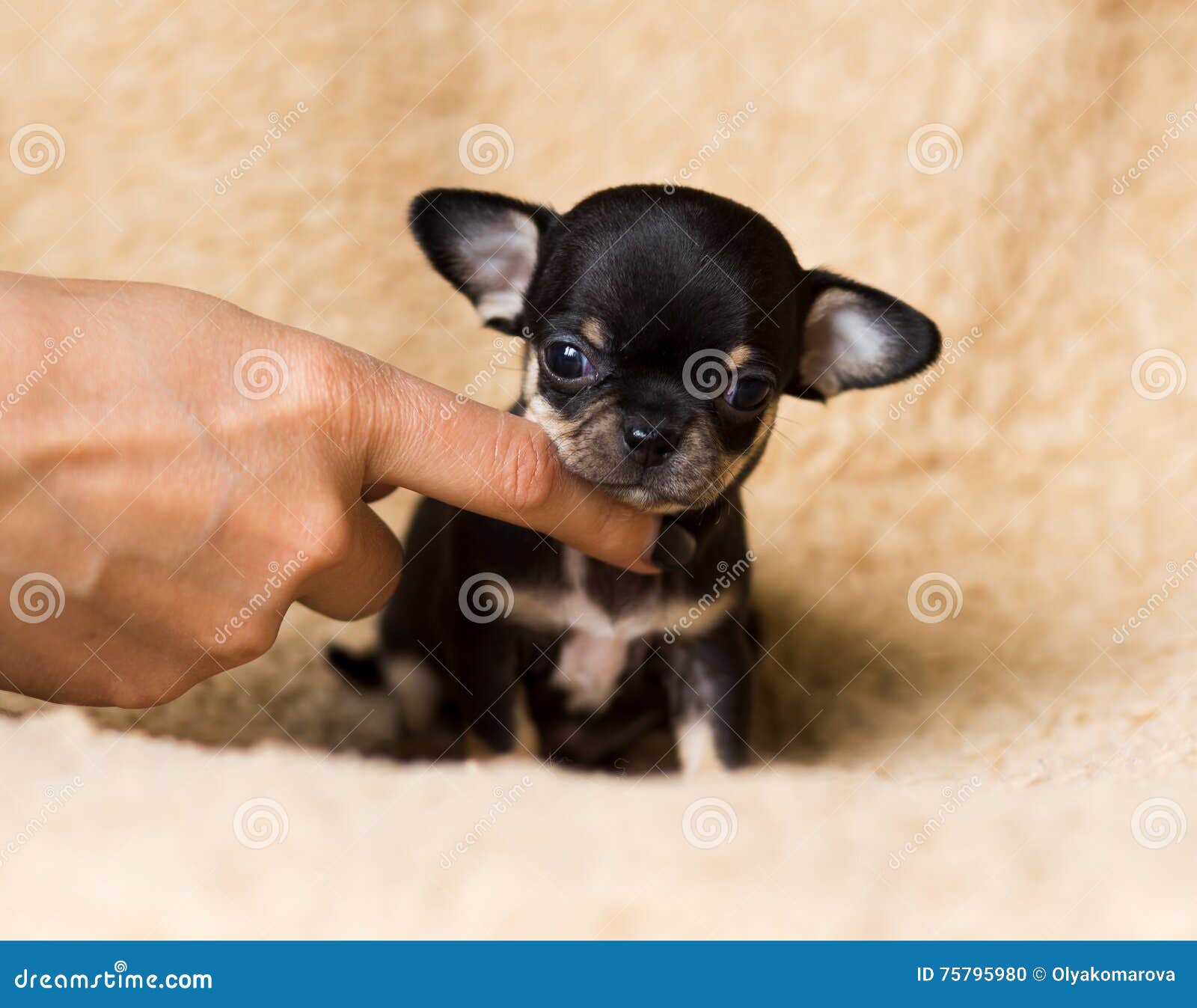 cute little chihuahuas