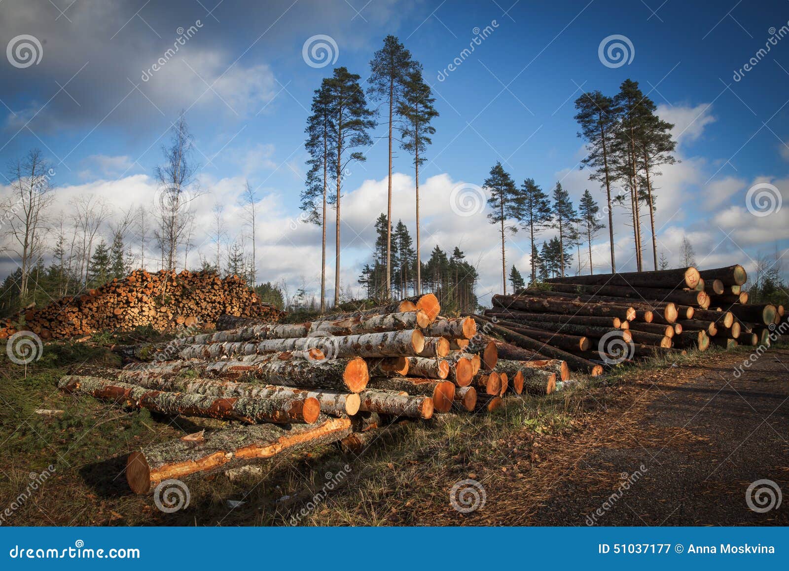 De ontbossing cutted bomen voor bouw in het bos