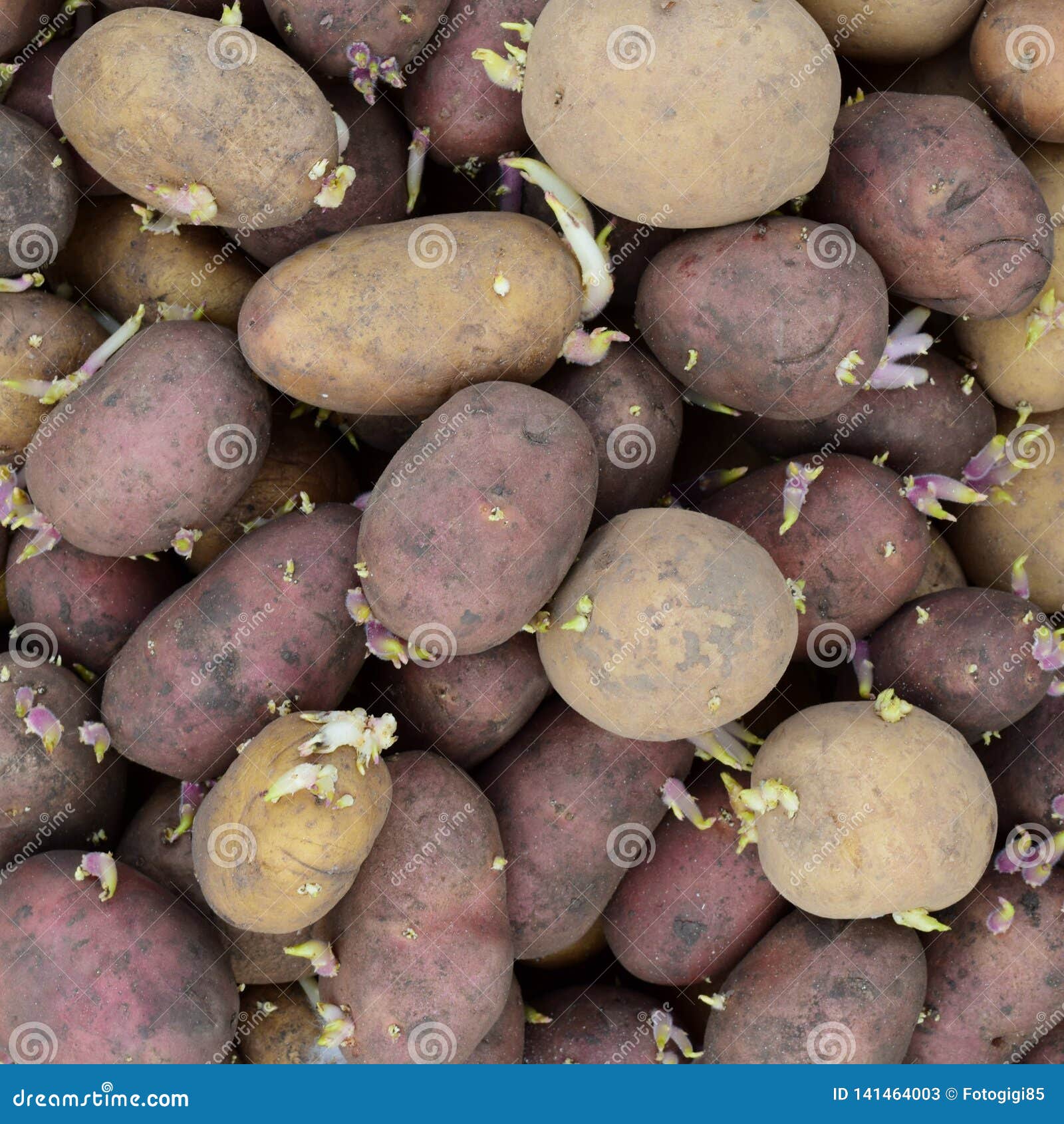 Ontkiemde pootaardappelen Achtergrond van aardappels voor het planten in de tuin