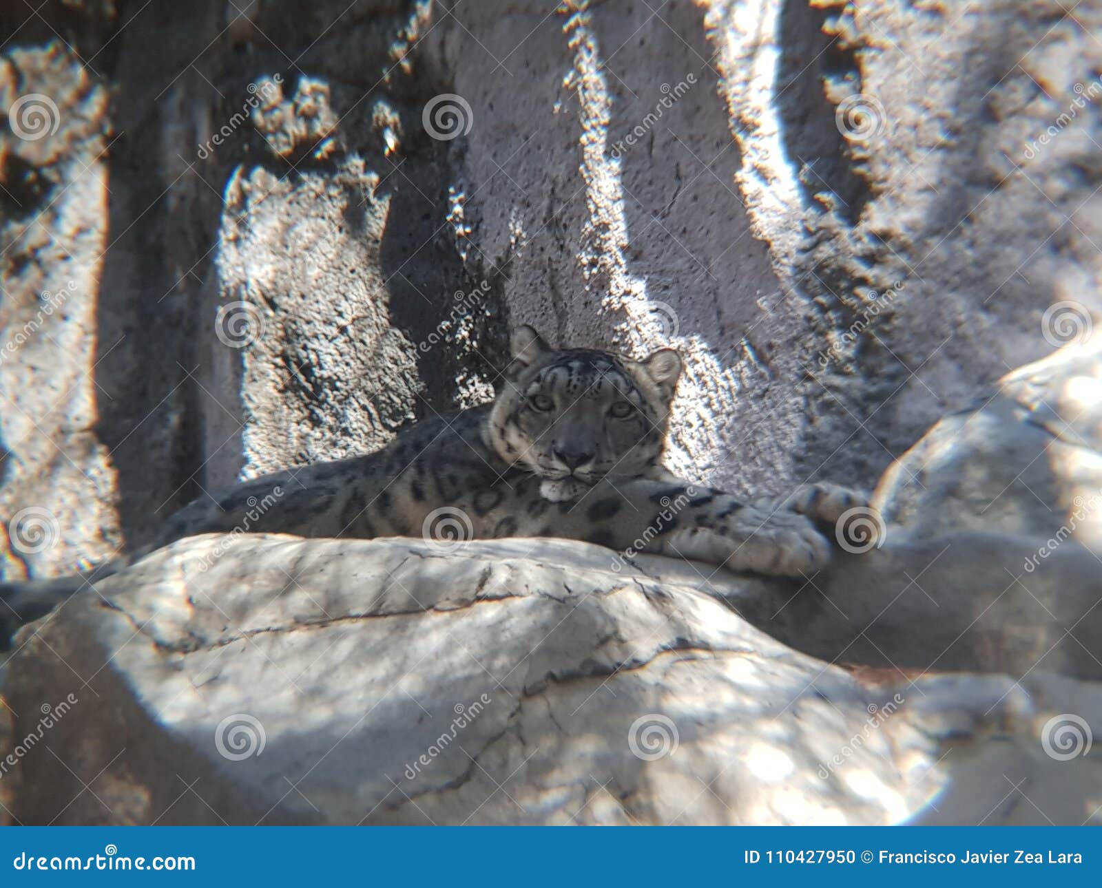 Onza Que Descansa En Un Parque Zoológico Foto de archivo - Imagen de especie, fauna: 110427950 Onza Que Descansa En Un Parque Zoológico Foto de archivo - Imagen de especie, fauna: 110427950