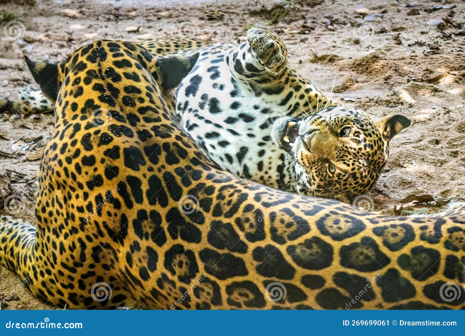 onÃÂ§a-pintada (panthera onca) at the zoo in marechal floriano, espirito santo state. february 12, 2023