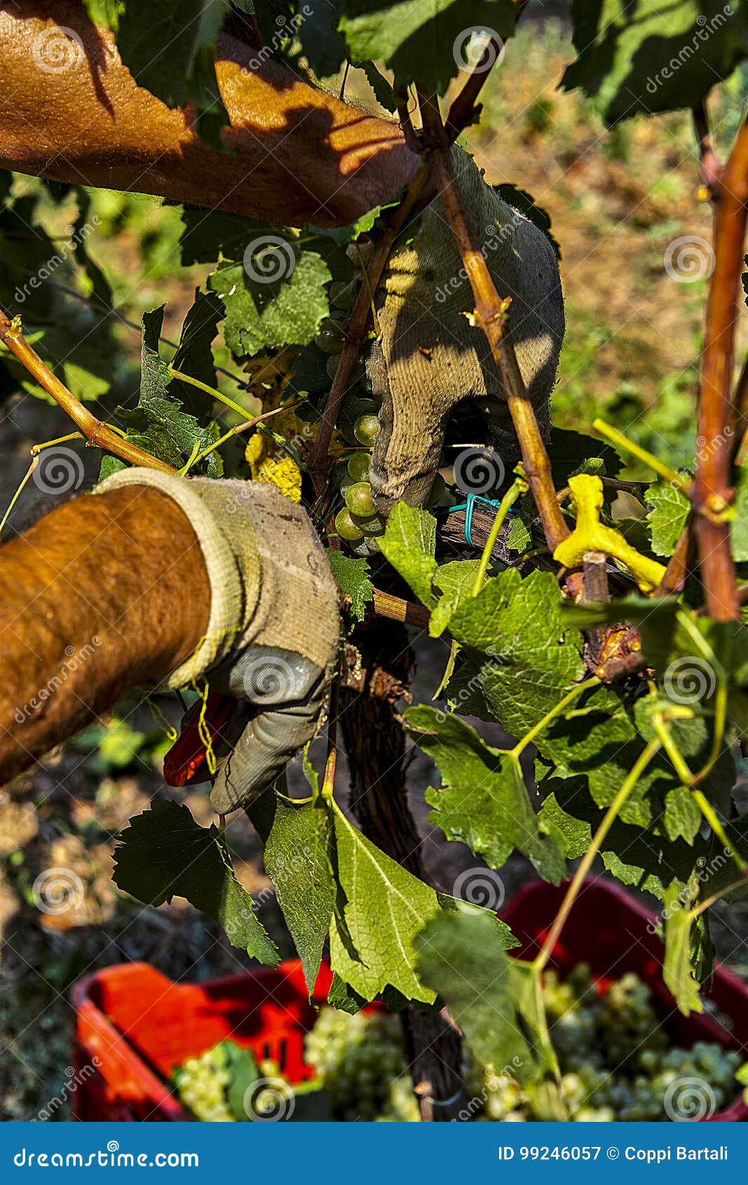 Oogst in Italië, scherpe druiven