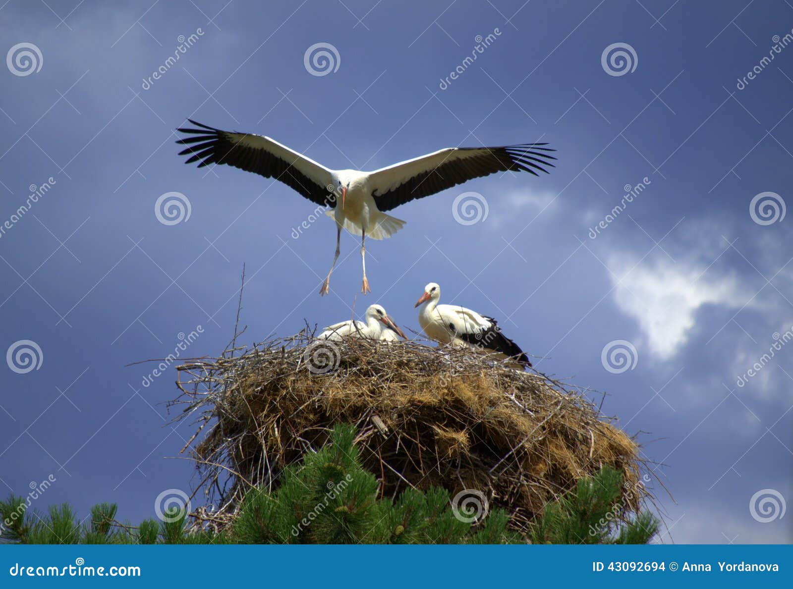 Ooievaar die zijn nest landen. Ooievaar die zijn nest, uitgestrekte vleugels landen om zijn familie te beschermen 11 juli, 2014 bulgarije