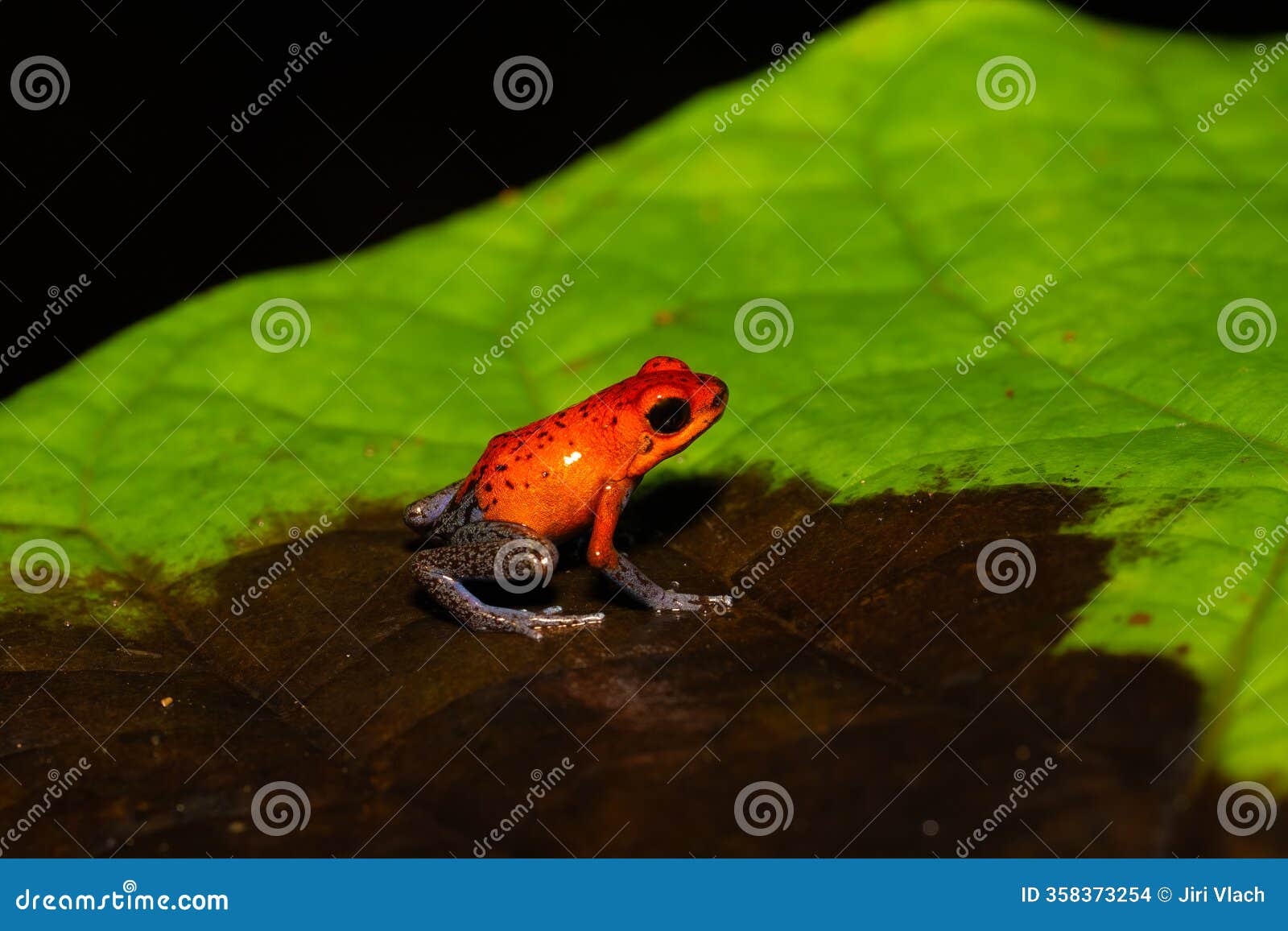 oophaga pumilio, strawberry poison frog, strawberry poison dart frog or blue jeans poison frog