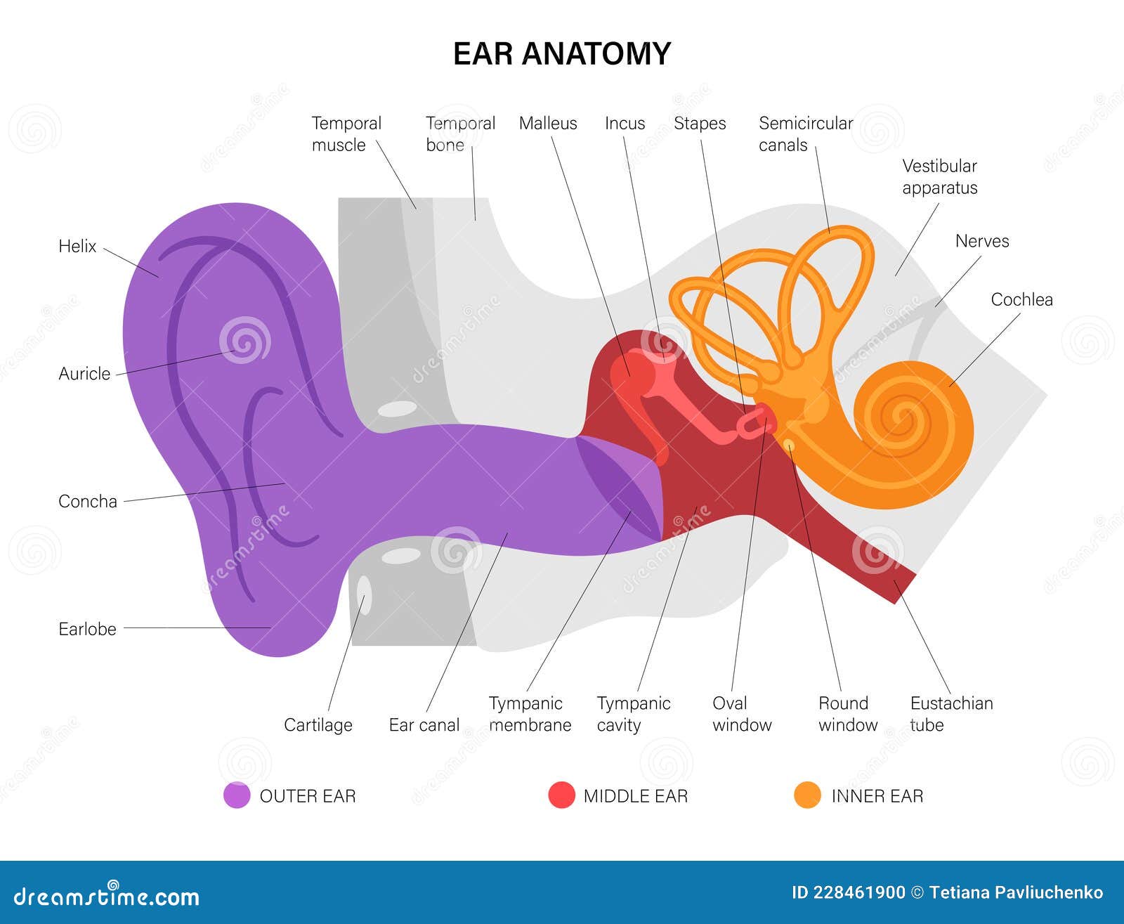 De Of Het Structuur Oor anatomiediagram vector illustratie. Illustration of trommelvlies