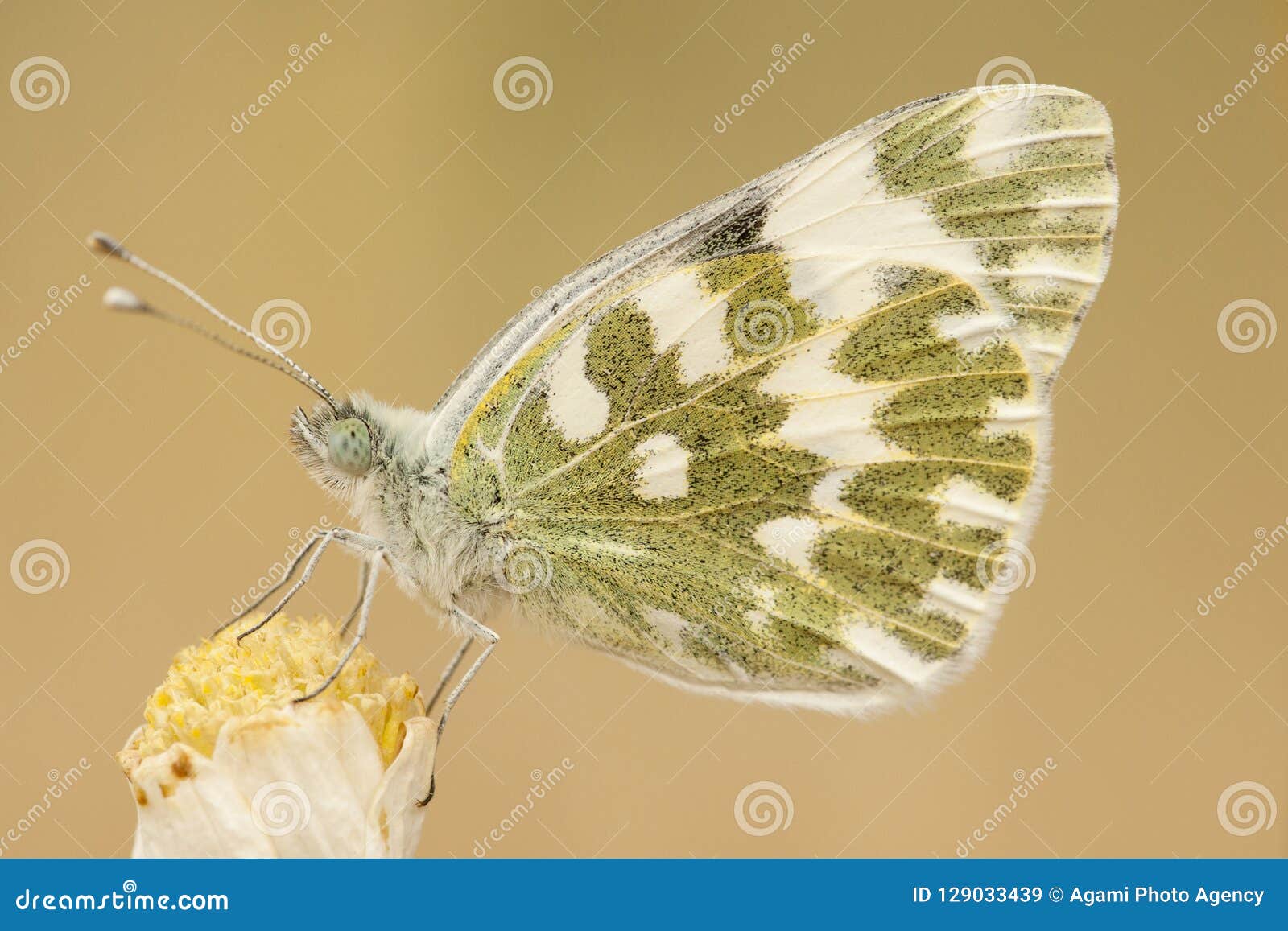 oostelijk resedawitje, eastern bath white, pontia edusa