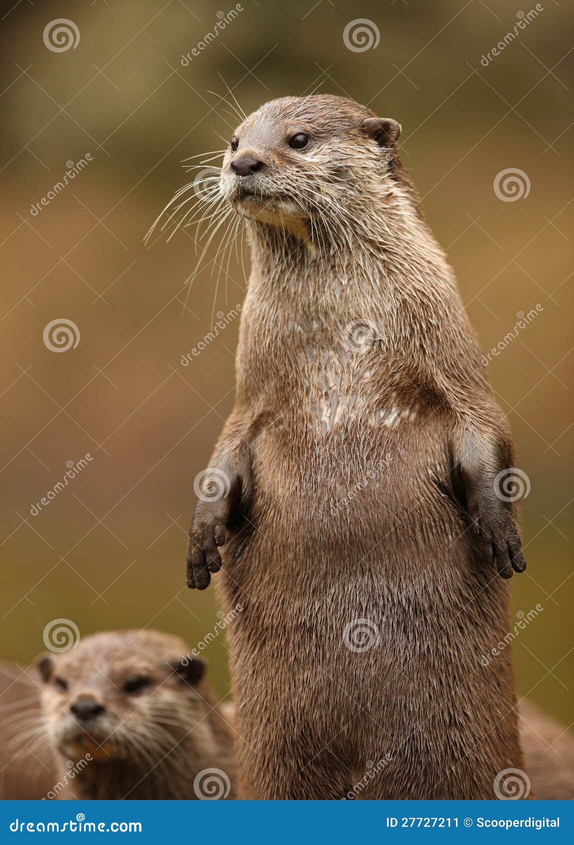 Een paar Oosterse kort-Gekrabde Otters