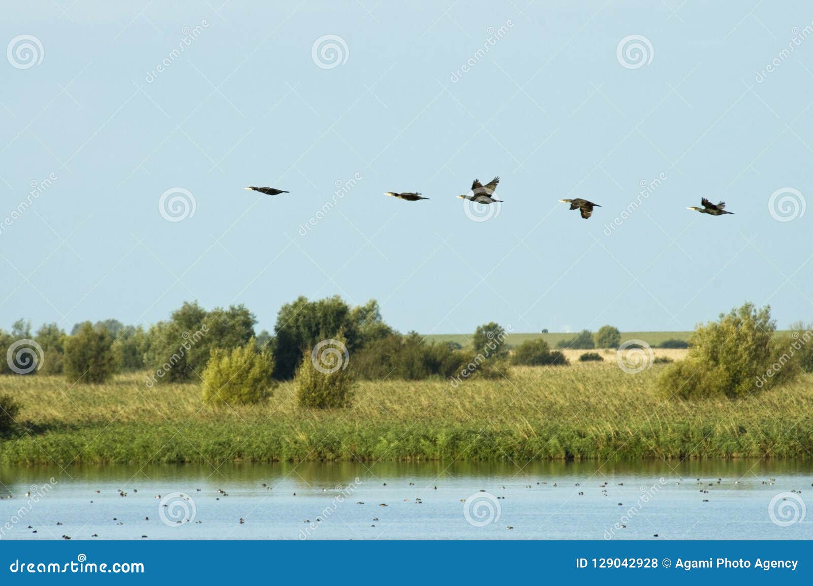 oostvaardersplassen flevopolder, nederland / netherlands