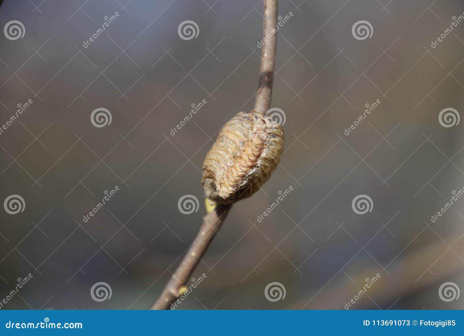 ootheca mantis on the branches of a tree. the eggs of the insect laid in the cocoon for the winter are laid. ooteca on a branch of