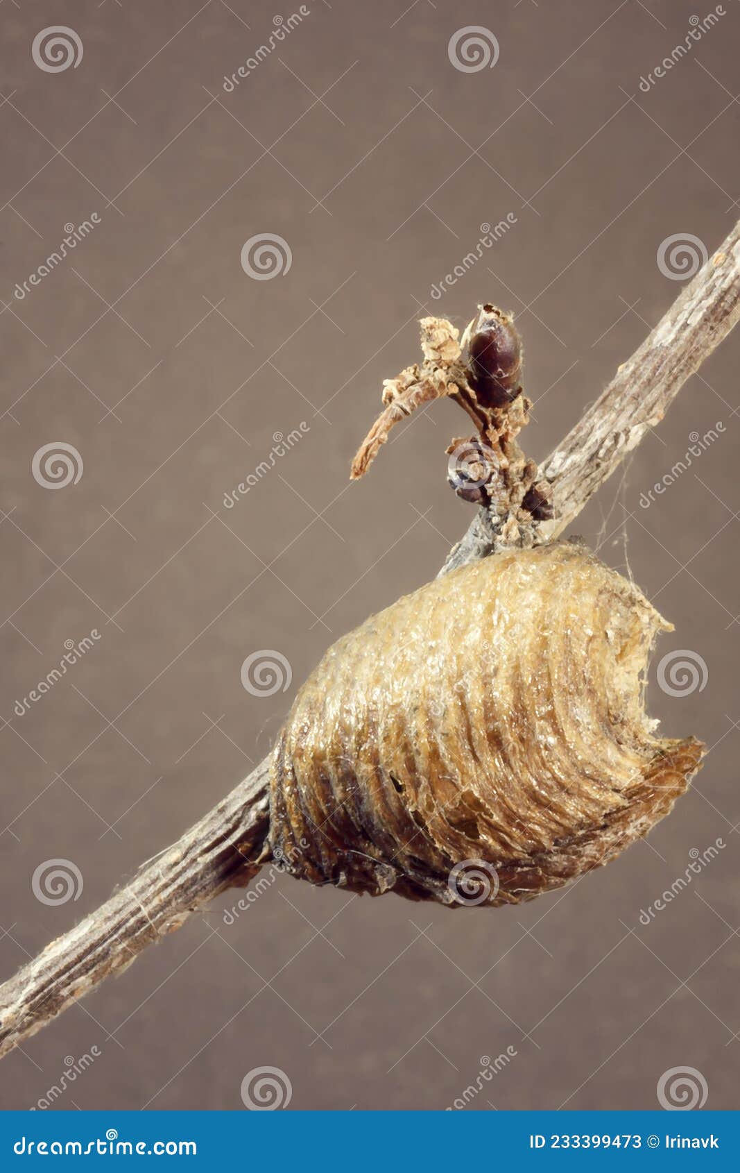 ootheca with mantis eggs. photo. macro