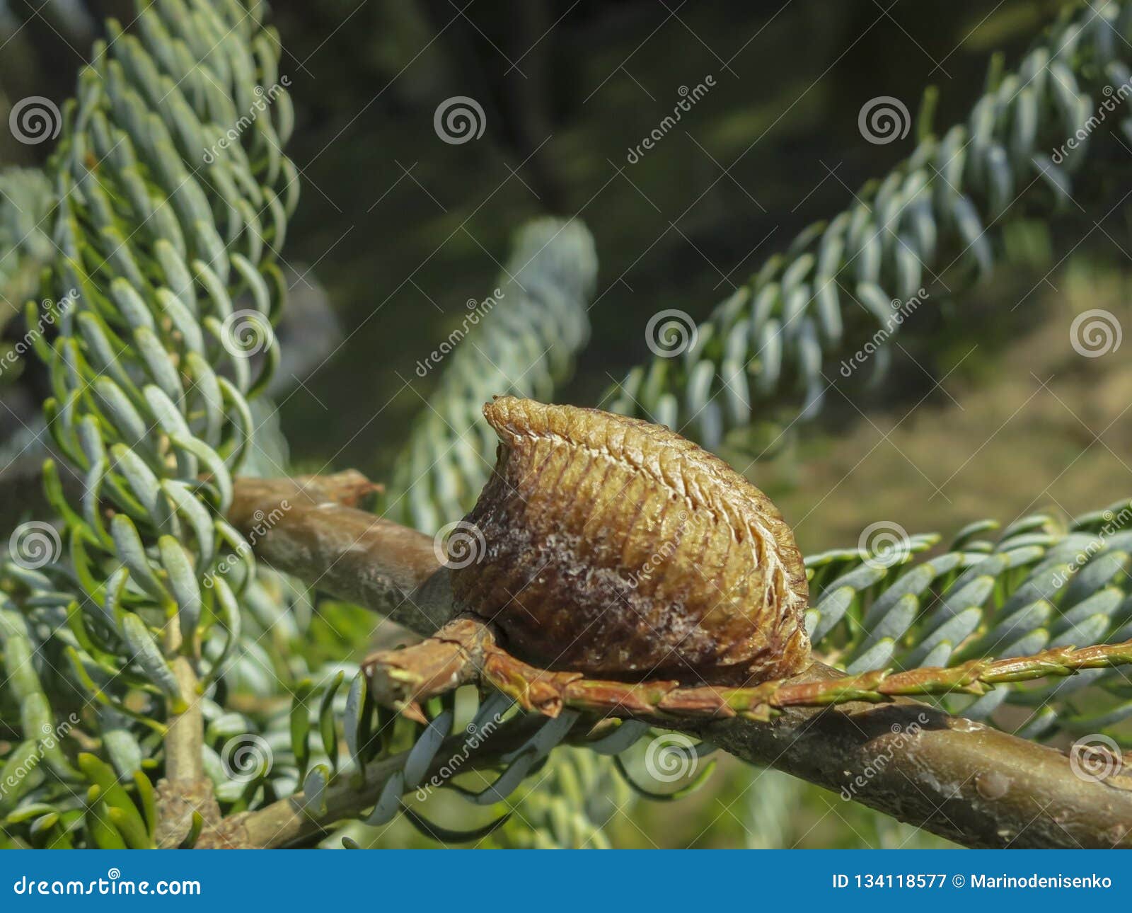 ootheca of praying mantis attached to a tree branch. close-up of mantis eggs in the cocoon