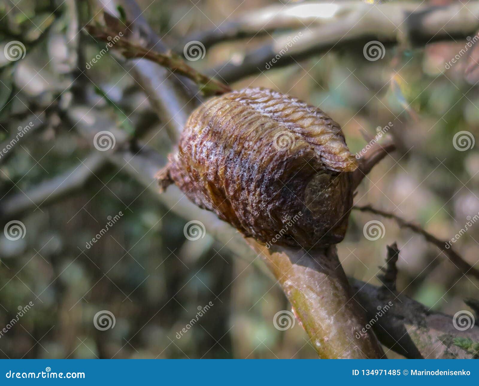 ootheca of praying mantis attached to a tree branch. close-up of mantis eggs in the cocoon