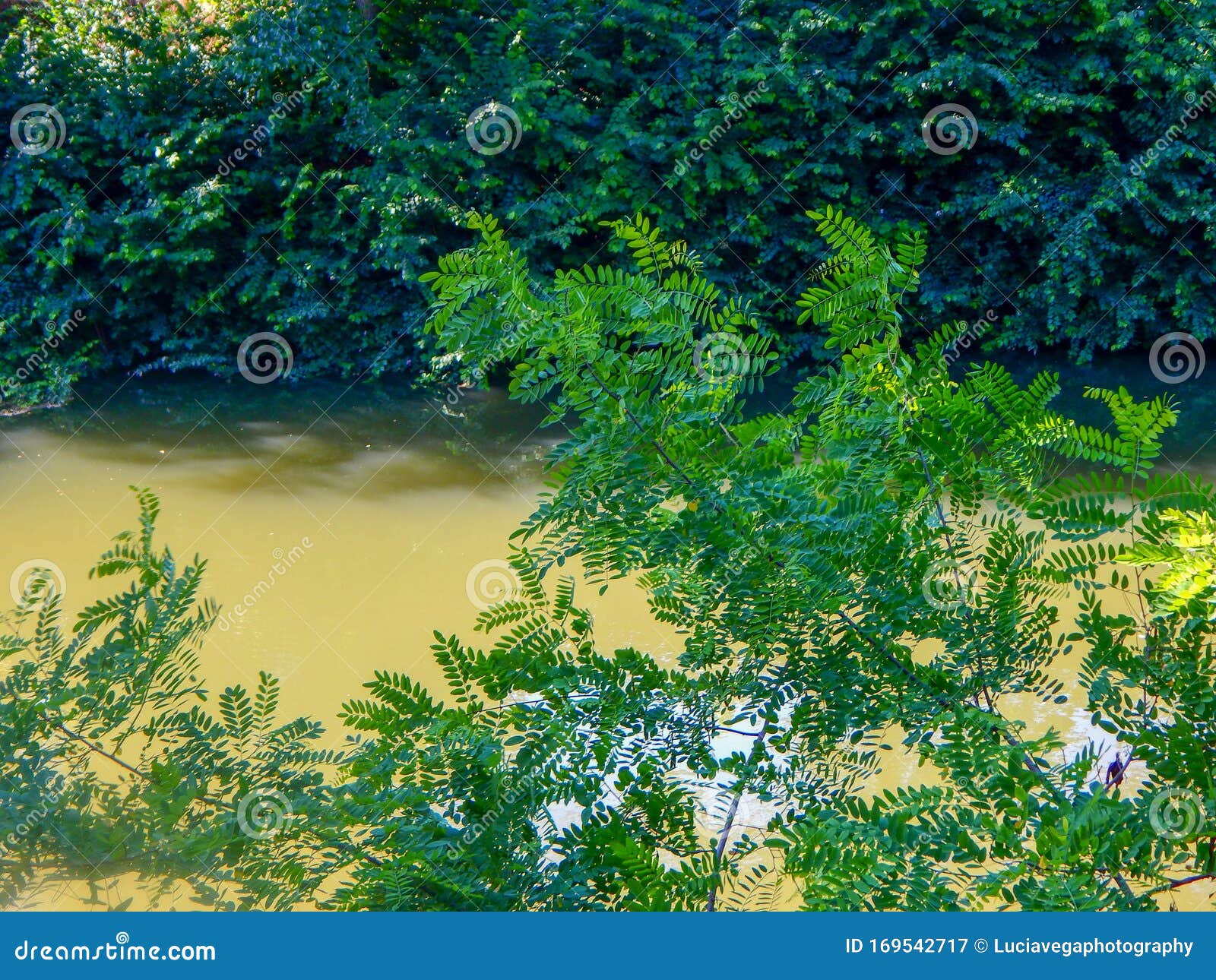Opaque River and Green Tree Landscape Stock Image - Image of nature ...