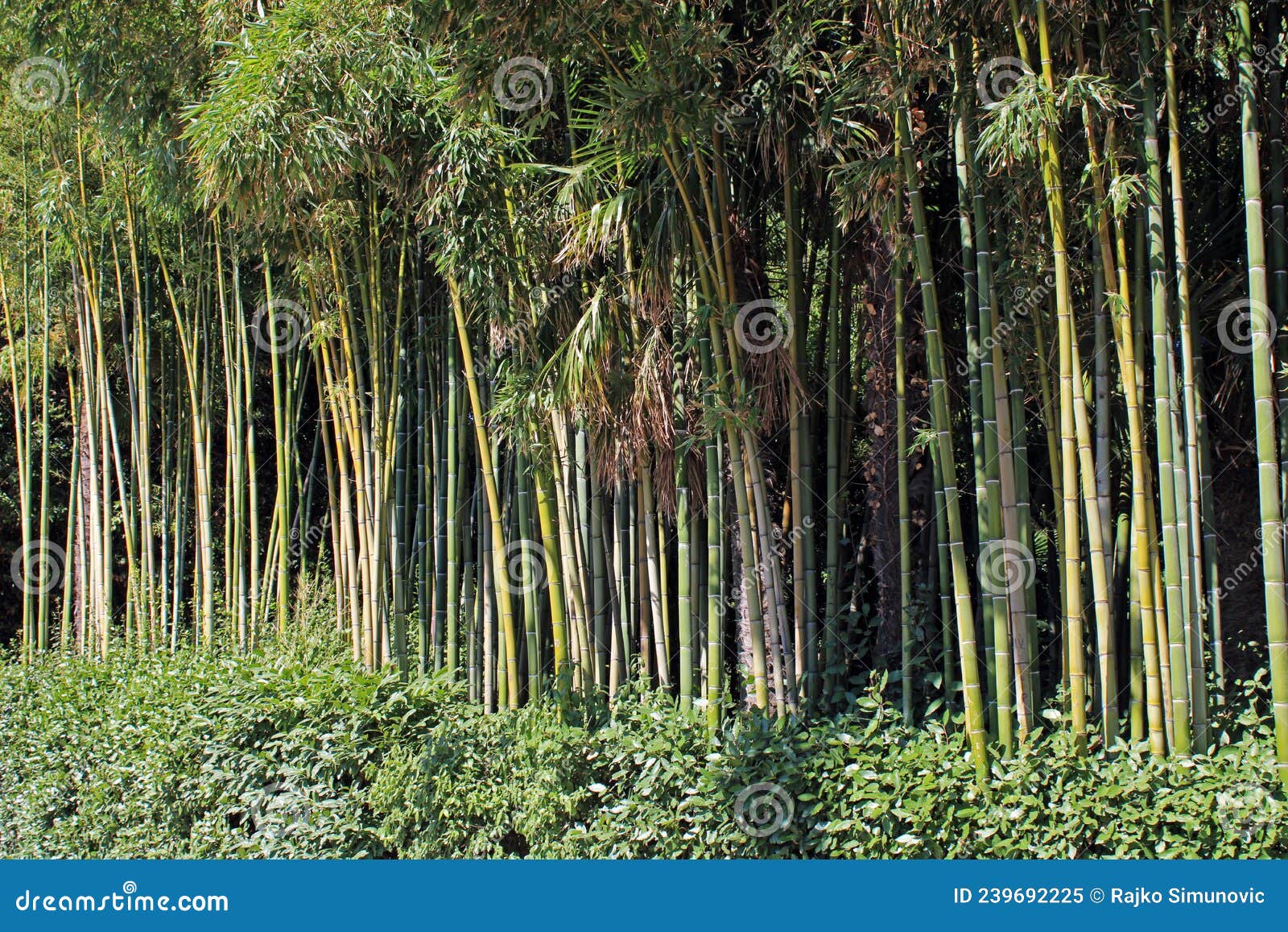 opatija, famous ancient public park angiolina, bamboo trees, adriatic coast, kvarner bay, croatia