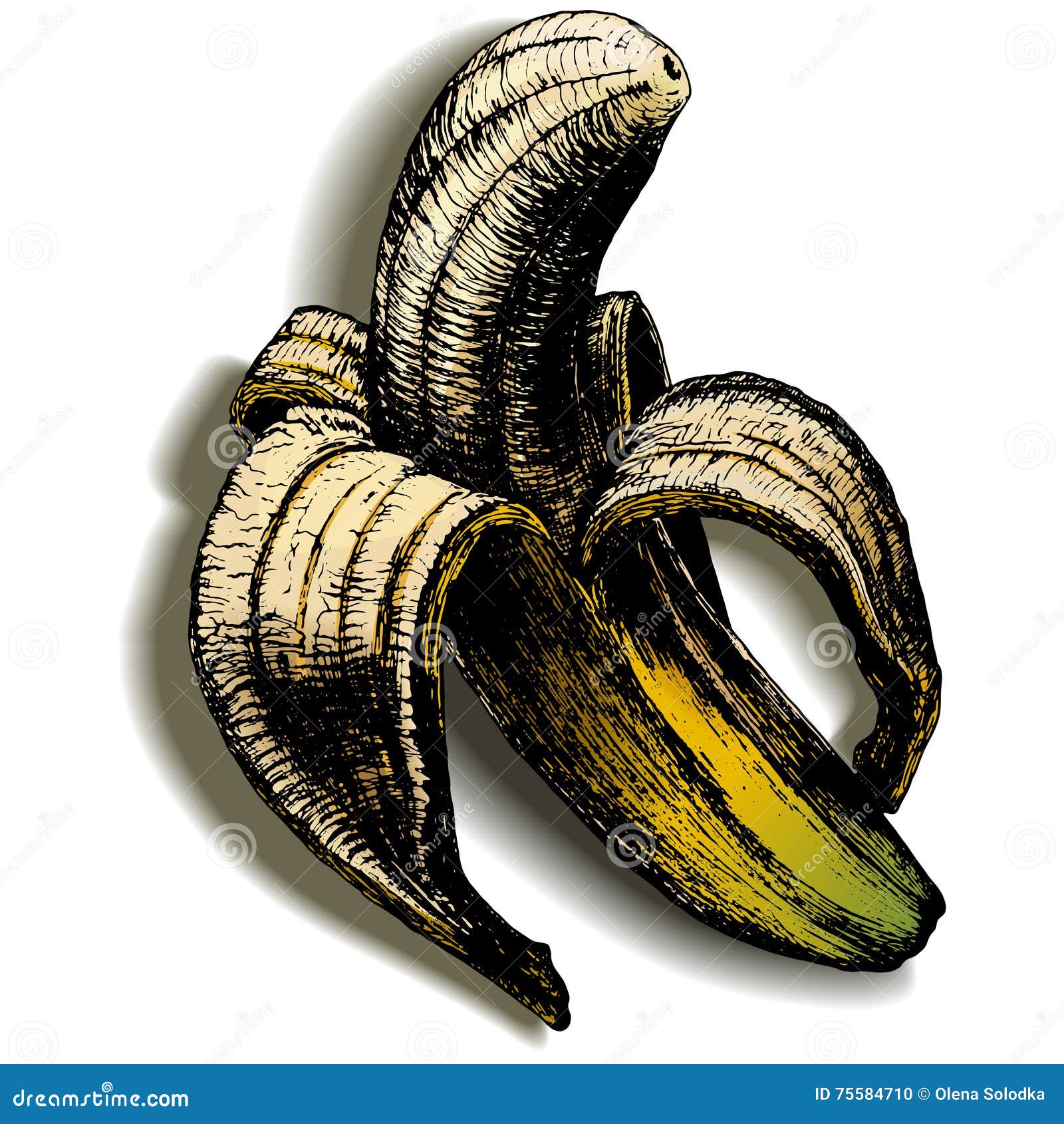 The Open Banana on a Blank Background with Shadow Stock Vector