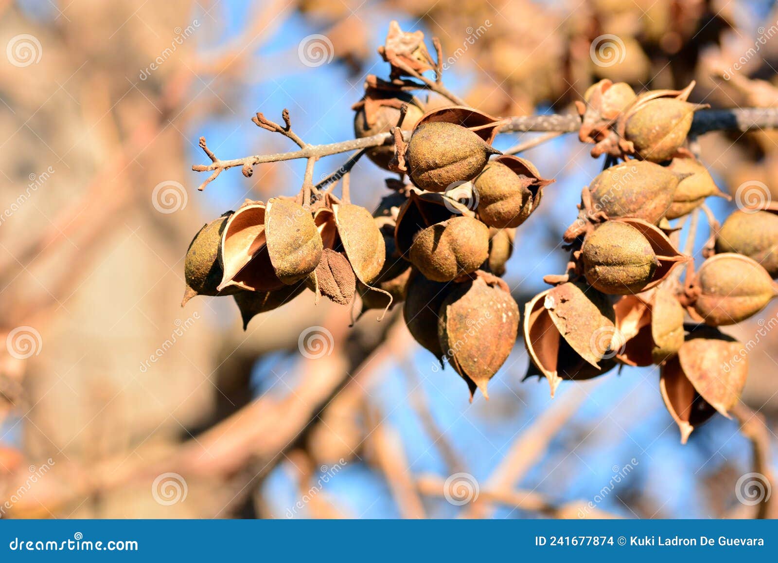 open bolls on the branches of a paulownia tomentosa