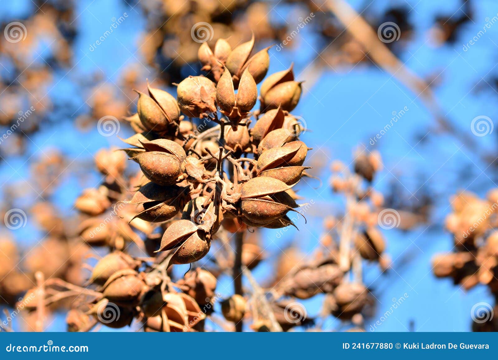 open bolls on the branches of a paulownia tomentosa