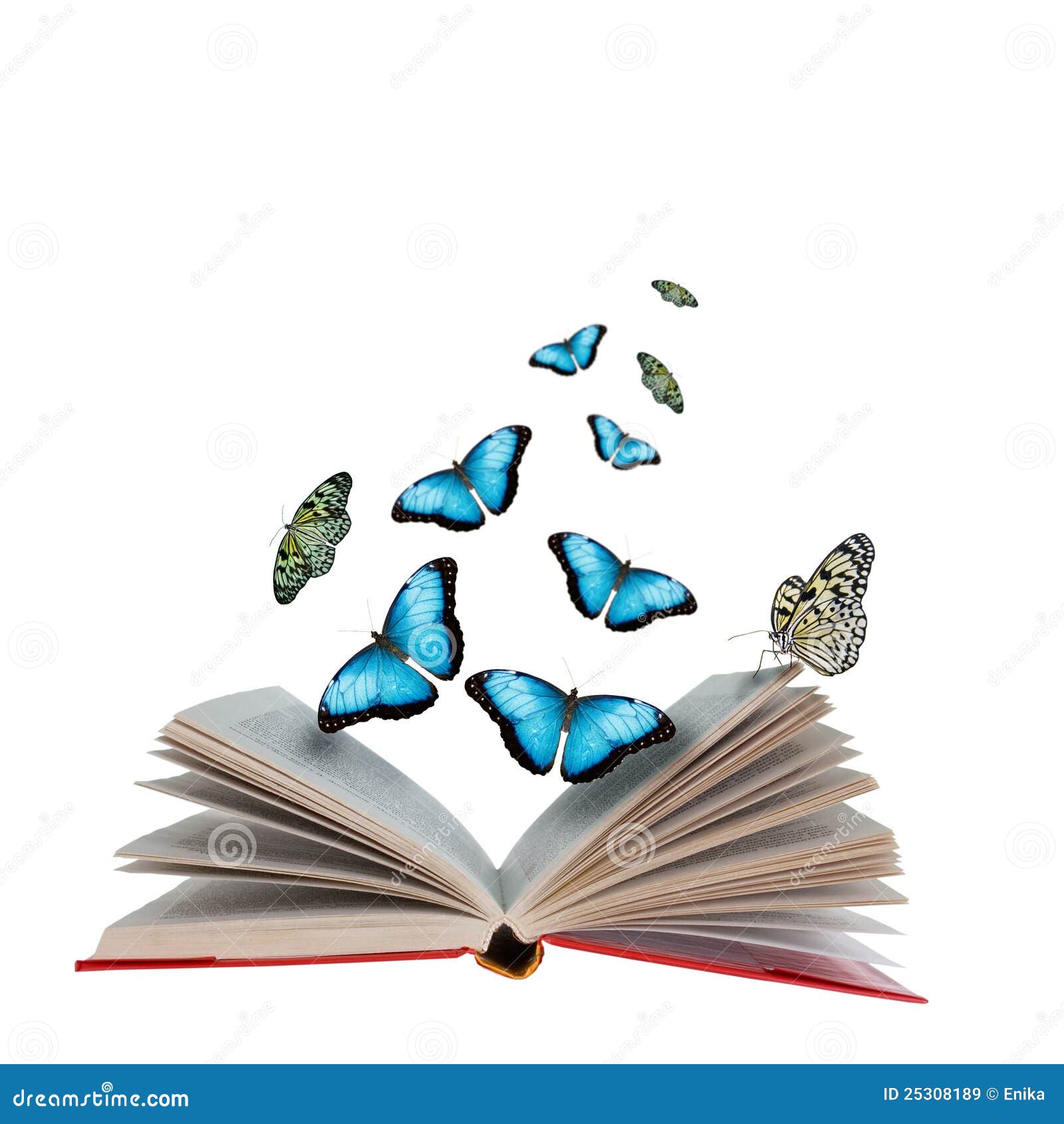 Open Book And Butterflies Royalty Free Stock Images Image 25308189