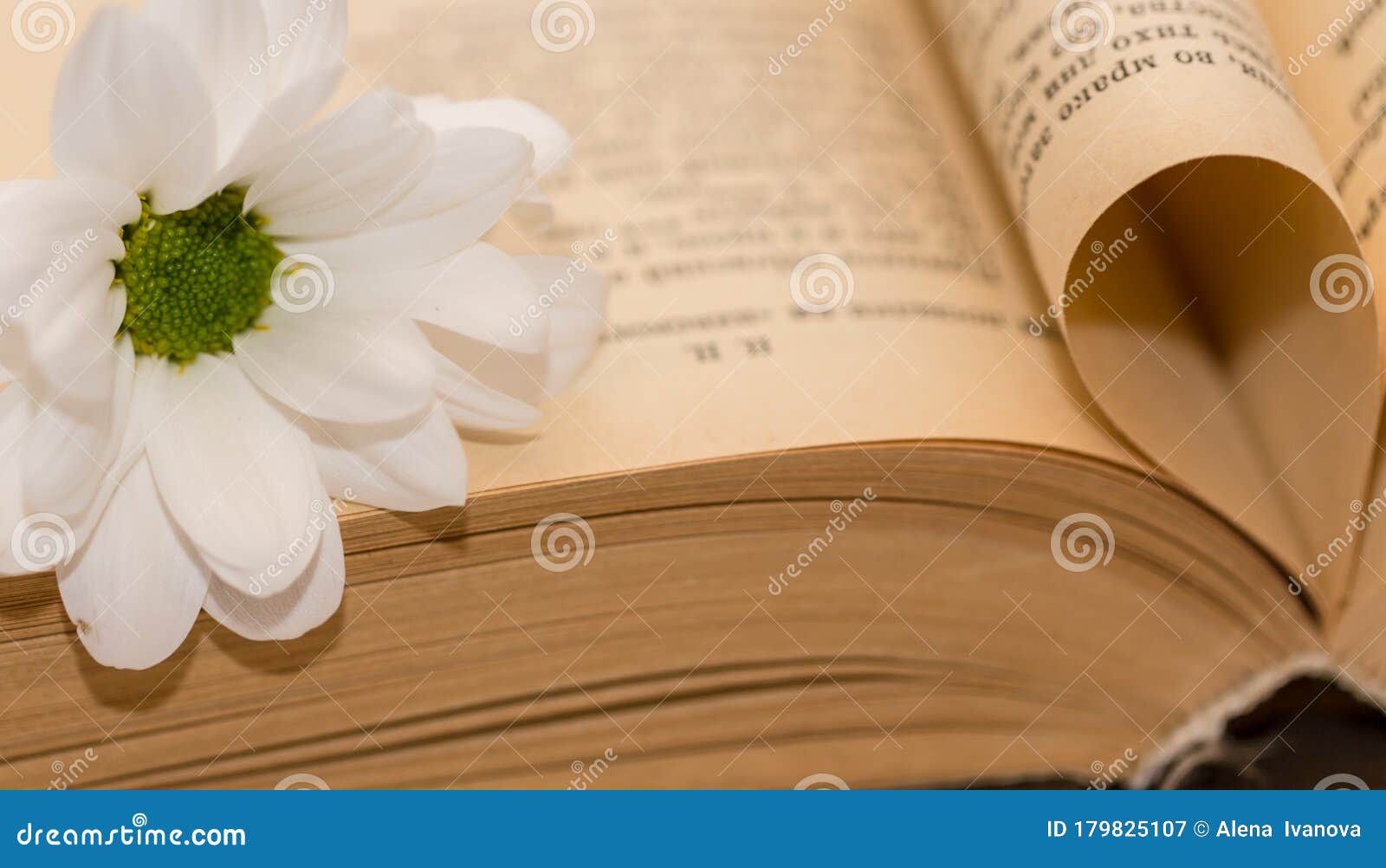 Open Book with White Chrysanthemum on the Table Stock Image Image of