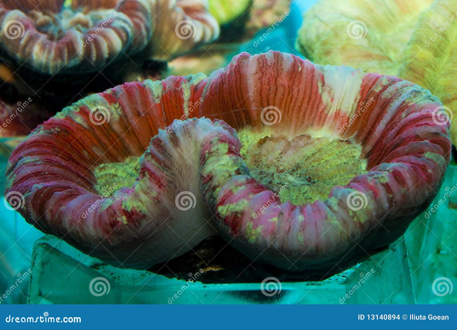 Open Brain Coral stock photo. Image of underwater, trachyphyllia 13140894