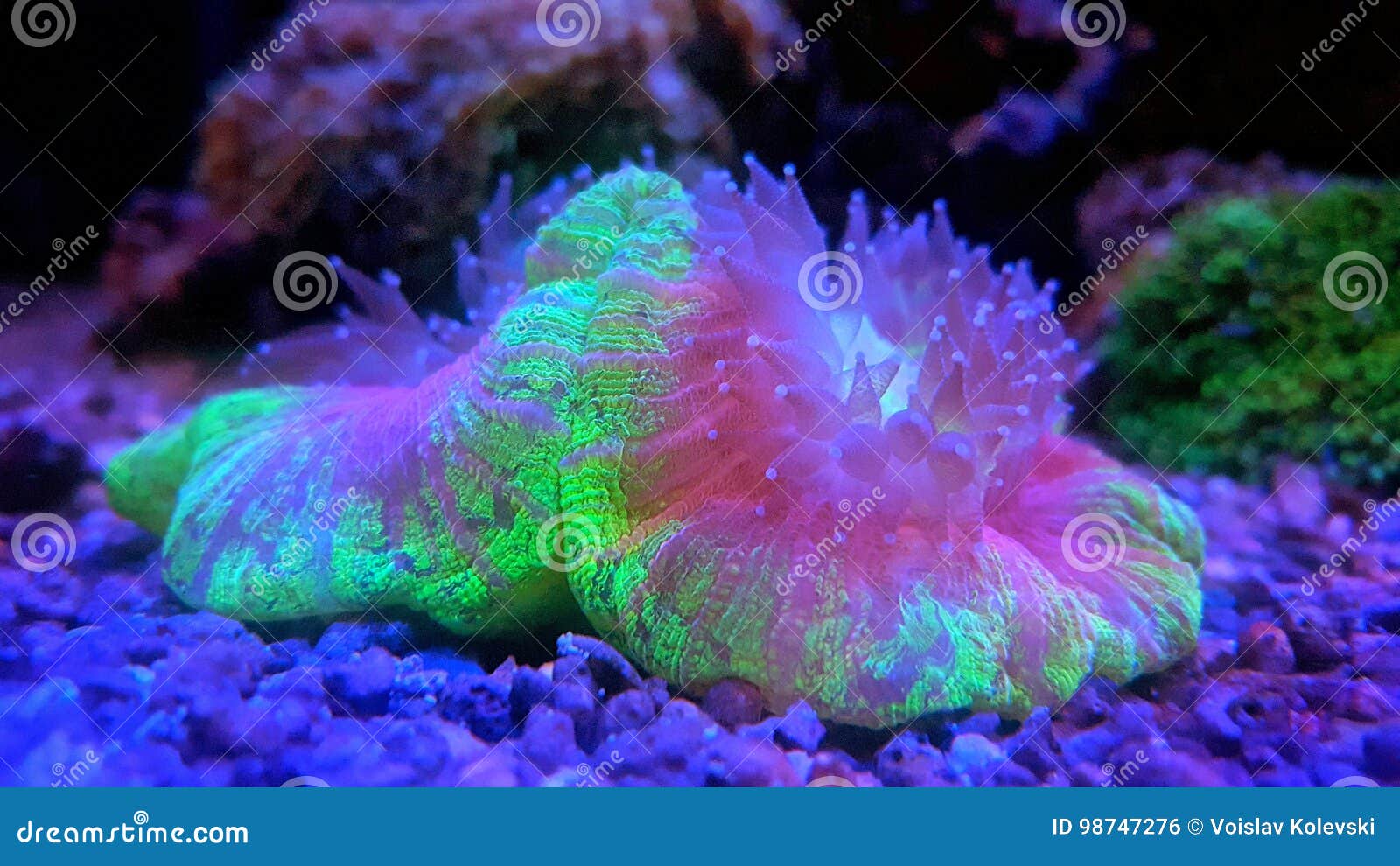 Open brain LPS coral stock photo. Image of exotic, aquamarine 98747276