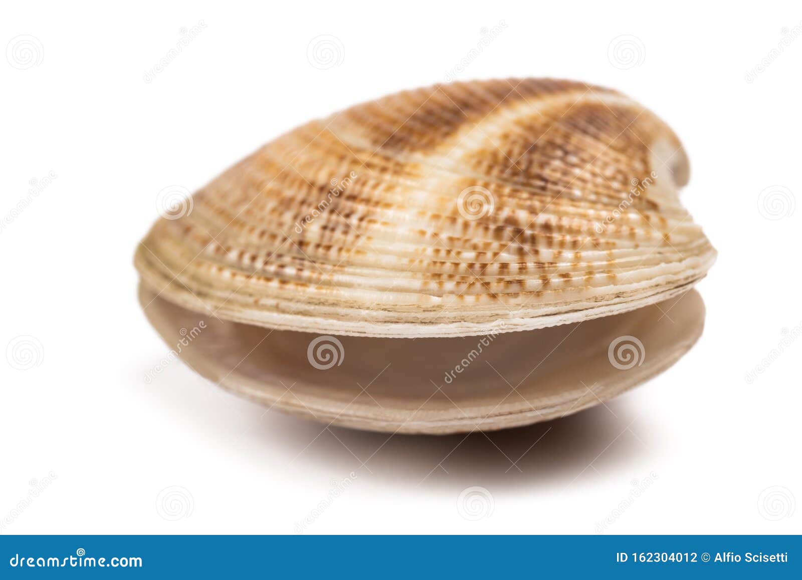 151,826 Clam Shell Royalty-Free Photos and Stock Images
