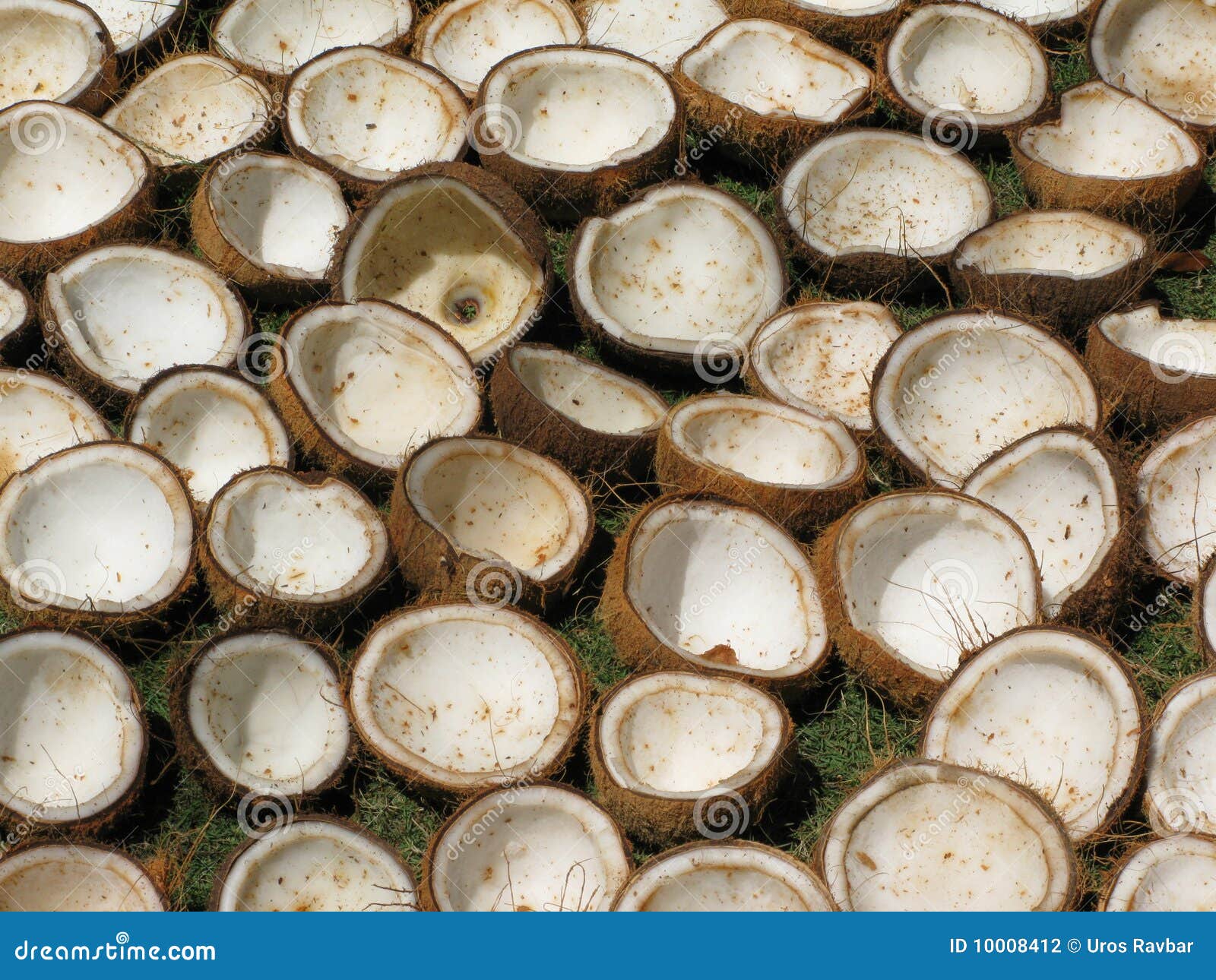 Open coconuts stock photo. Image of white, freshness 10008412
