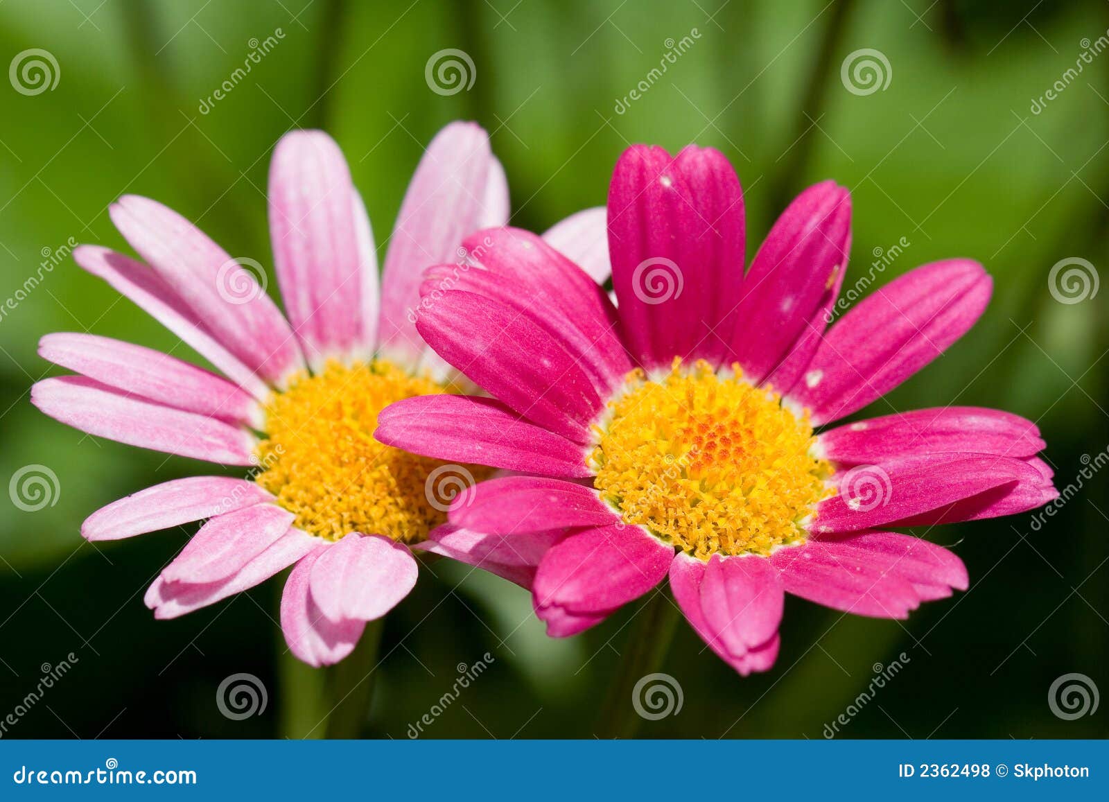 Open daisies stock photo. Image of accepting, pink, fresh 2362498