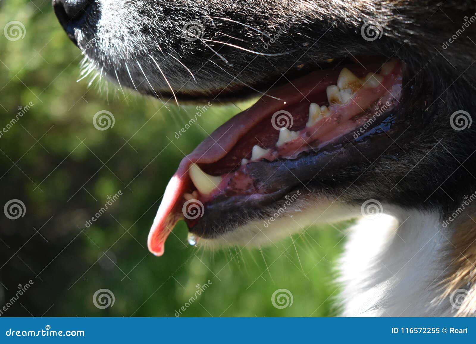 Open Dog Muzzle with Dental Tartar Stock Image Image of blacktri