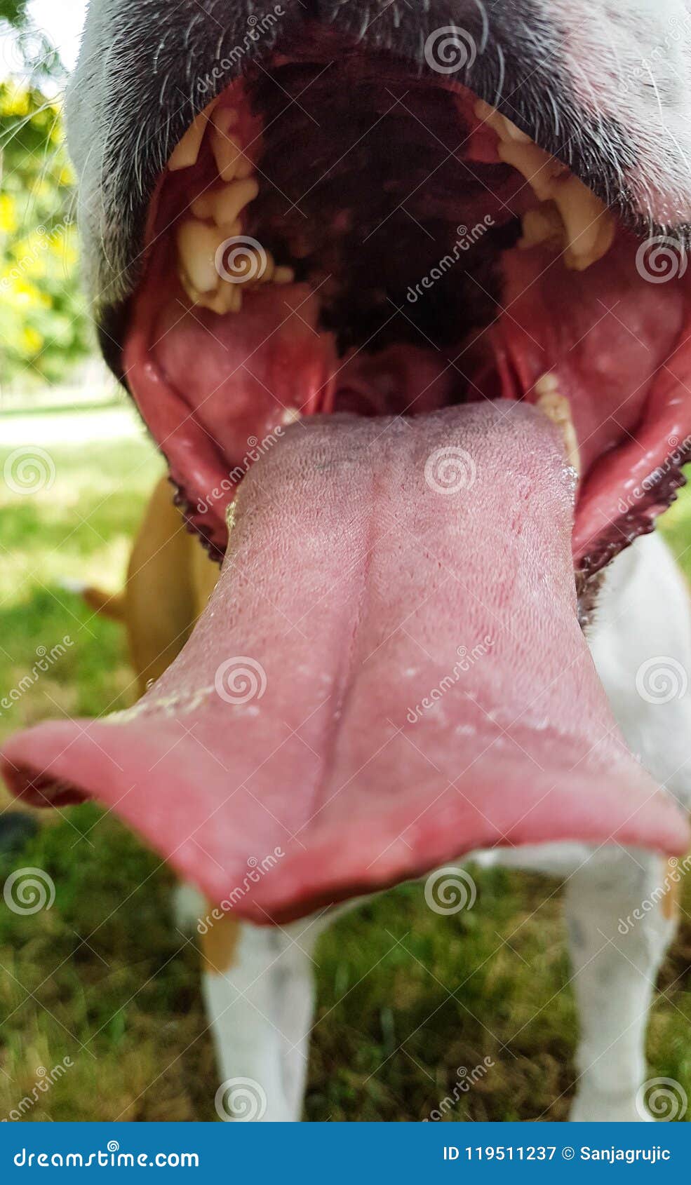 Open Dogs mouth close up stock image. Image of laughing 119511237