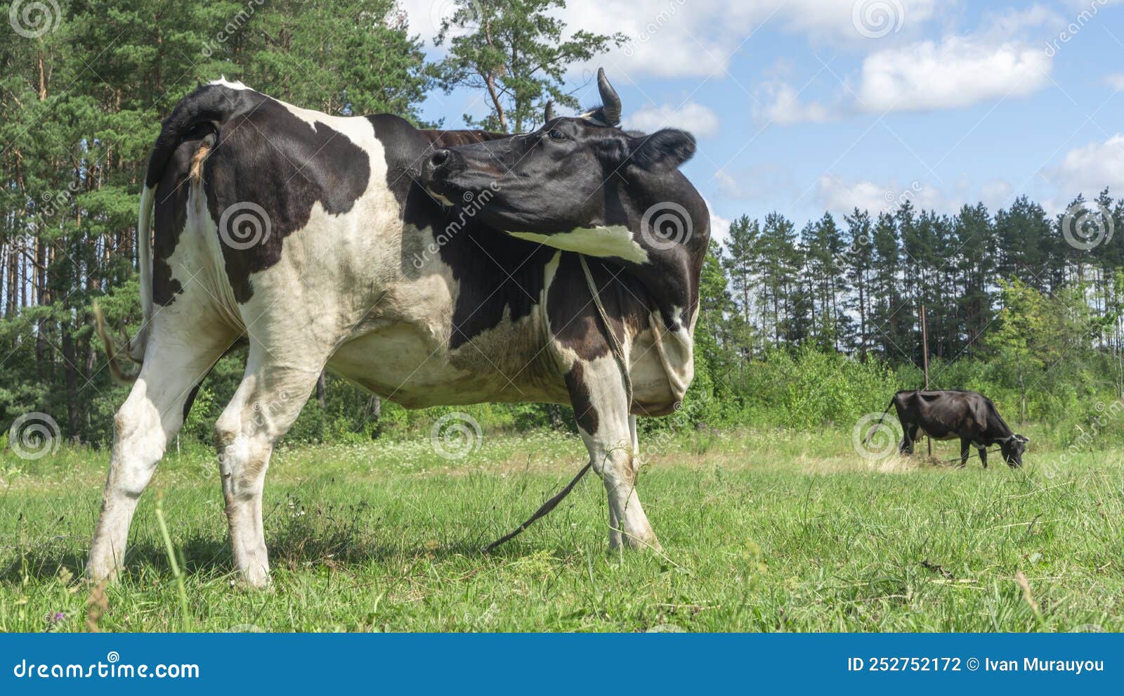 Open Farm with Dairy Cattle on the Field in Countryside Farm. Insect ...