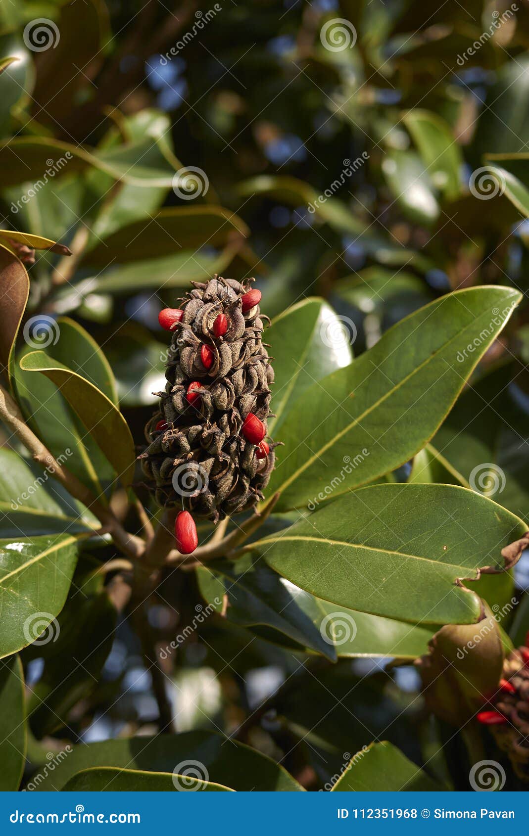 Magnolia Grandiflora Fruits Stock Photo - Image of ...