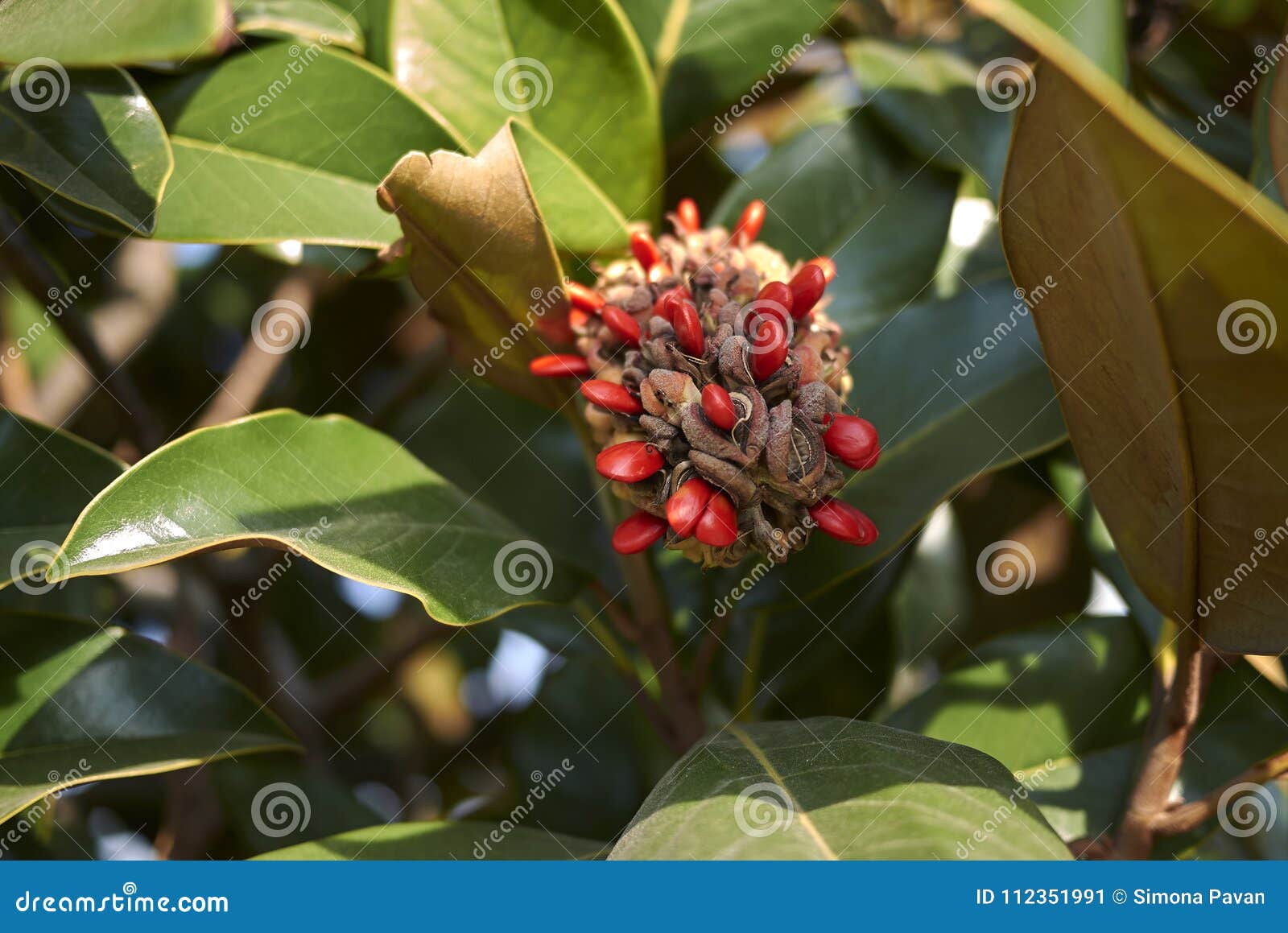 Magnolia Grandiflora Fruits Stock Image - Image of garden ...