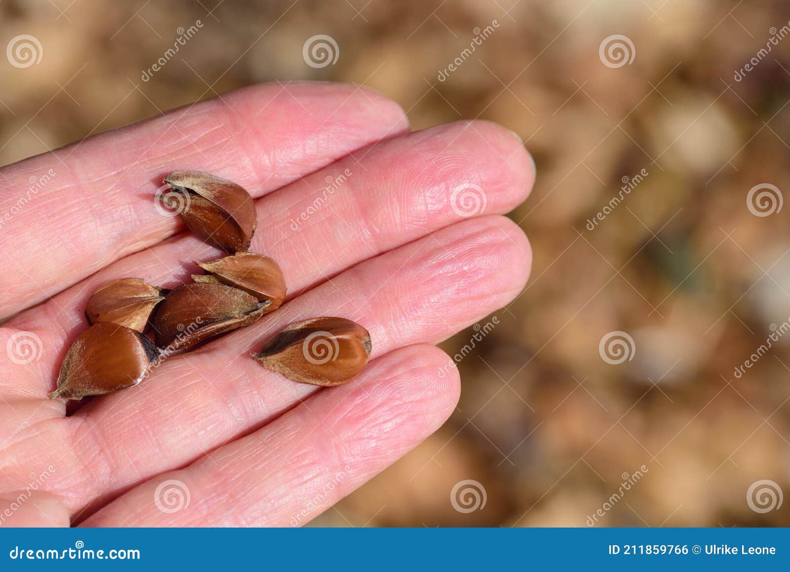 An Open Hand Holds The Seeds Of A Beech Tree Against A Brown Background Stock Photo Image Of Beech Human An Open Hand Holds The Seeds Of A Beech Tree Against A Brown Background Stock Photo Image Of Beech Human