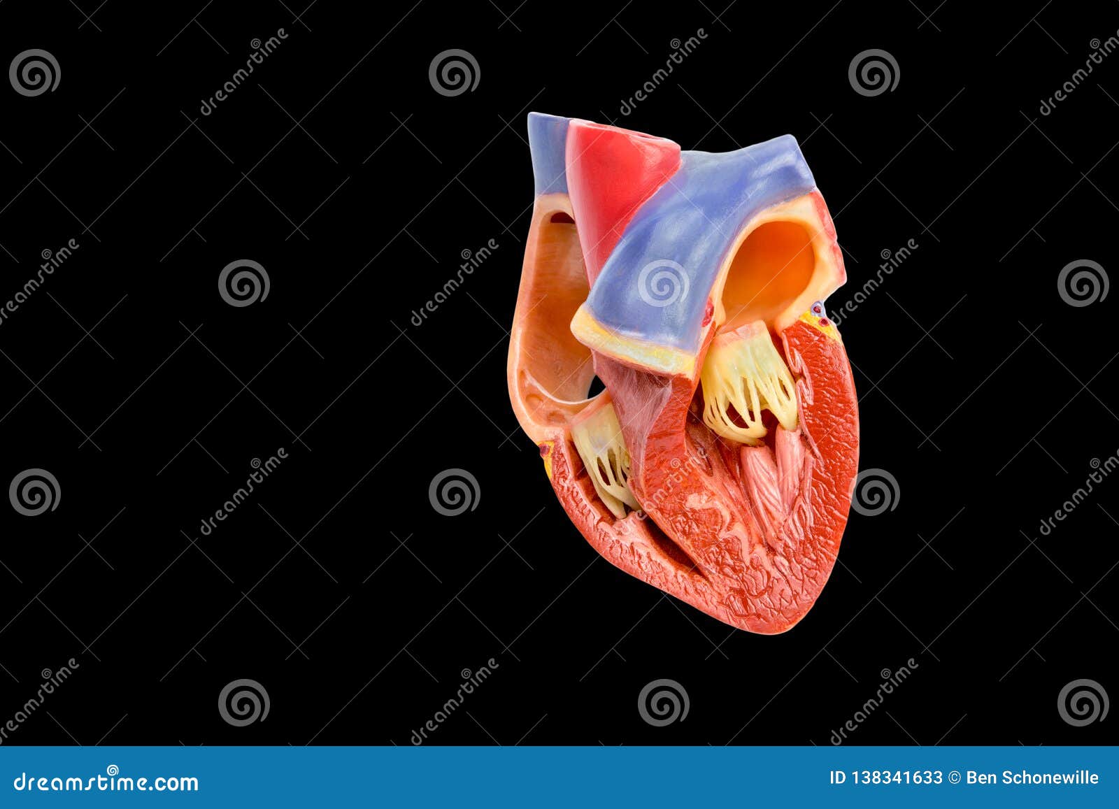 Inside The Human Heart - Human Anatomy