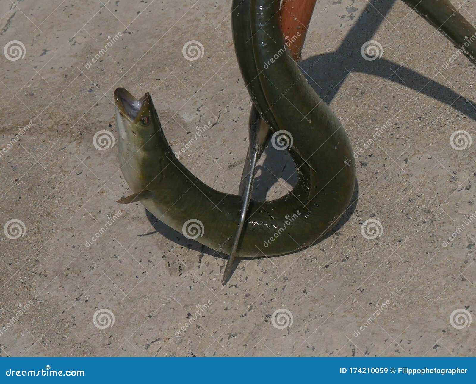 Eel Caught with a Pitchfork Stock Image Image of nature, mouthed