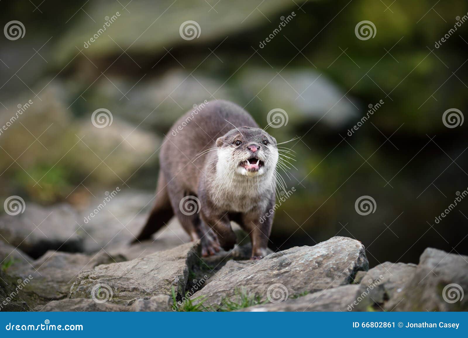 open mouthed oriental short-clawed otter